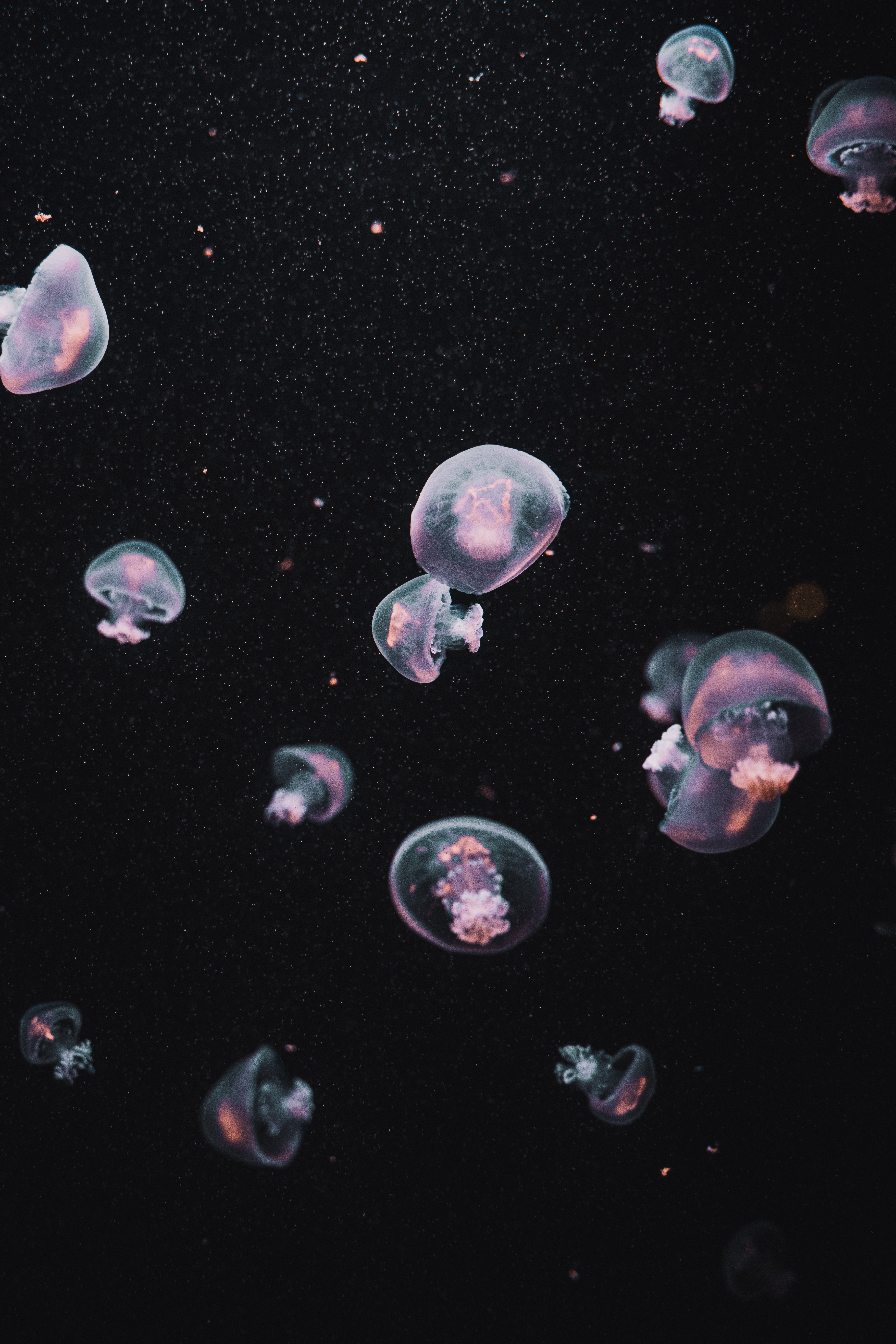 106152 скачать обои подводный мир, эстетика, медузы, темные, темный - заставки и картинки бесплатно