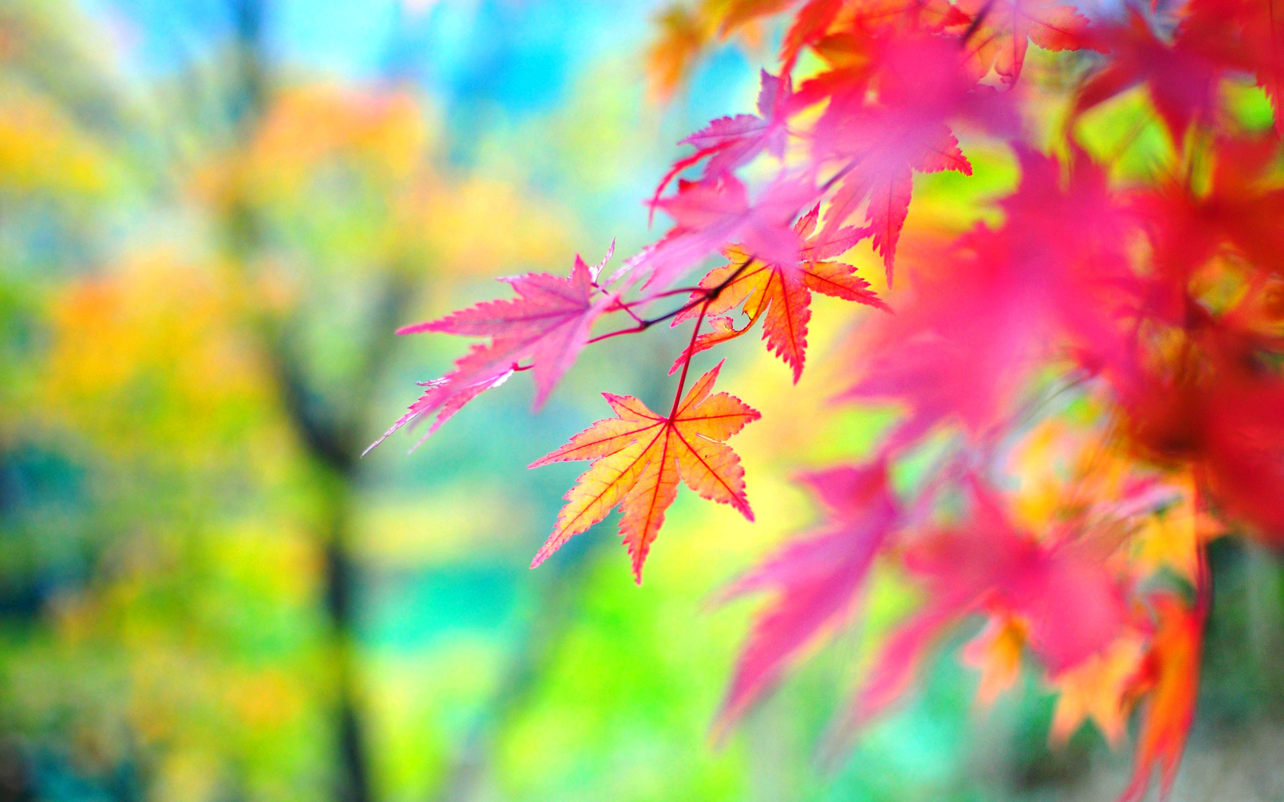 Handy-Wallpaper Natur, Herbst, Blatt, Erde/natur, Tiefenschärfe kostenlos herunterladen.