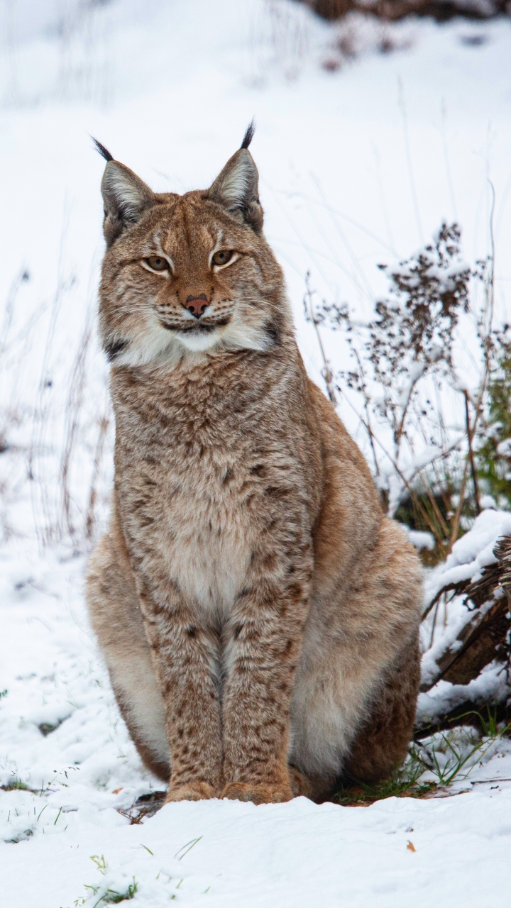 無料モバイル壁紙動物, 冬, 雪, 猫, リンクスをダウンロードします。