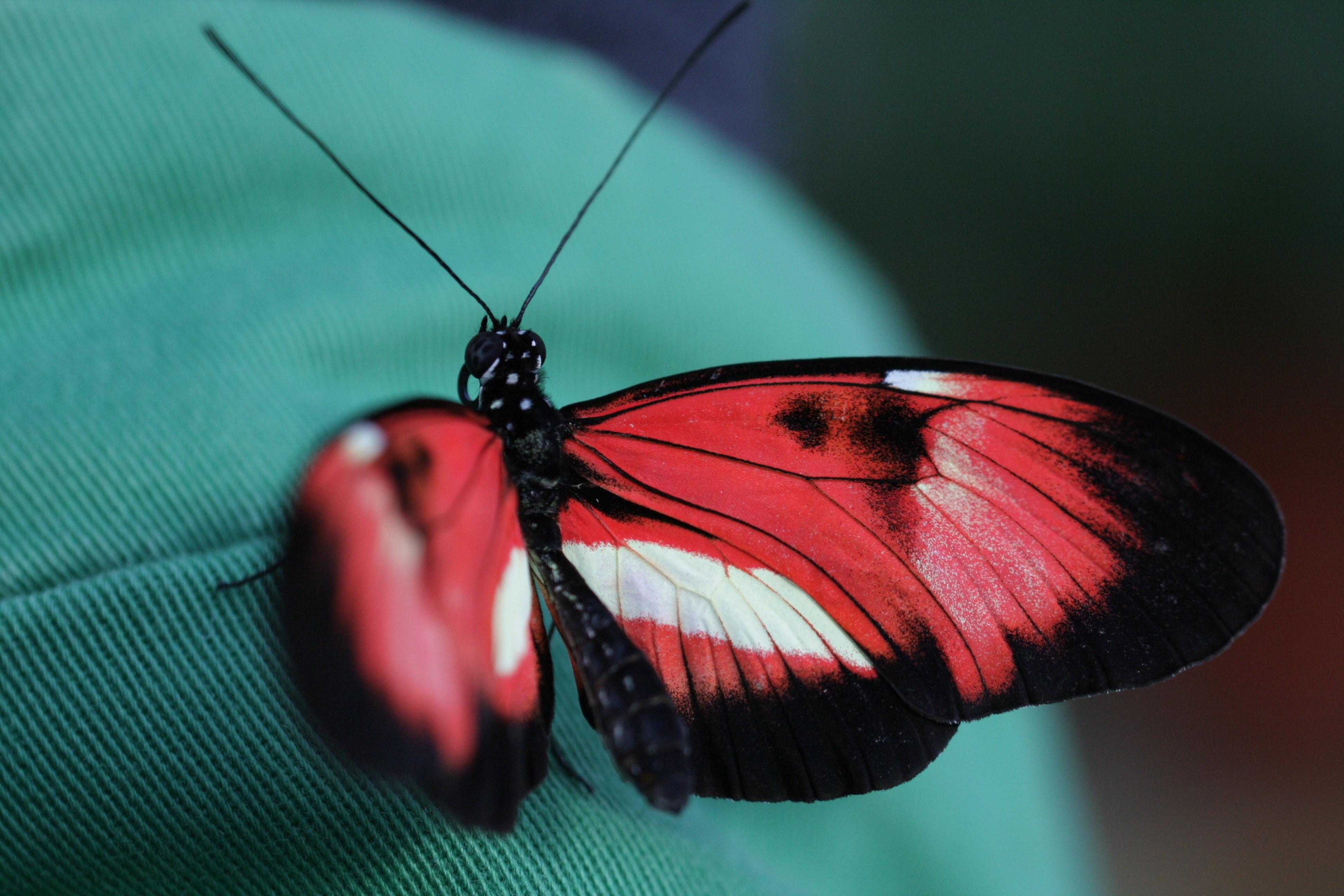 Téléchargez gratuitement l'image Patterns, Macro, Insecte, Papillon sur le bureau de votre PC