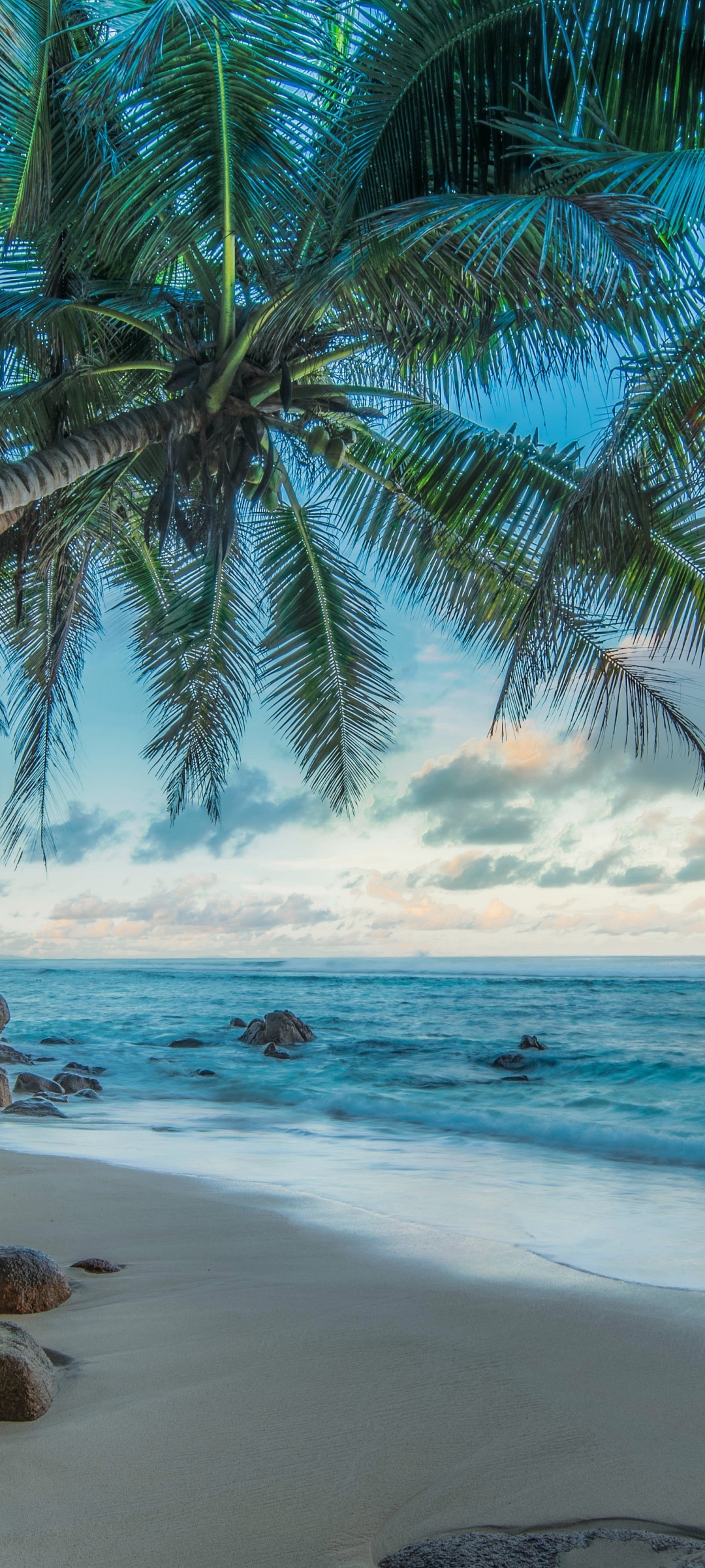 1369081 descargar fondo de pantalla fotografía, hdr, horizonte, palmera, playa, tropical, tropico, mar, océano: protectores de pantalla e imágenes gratis