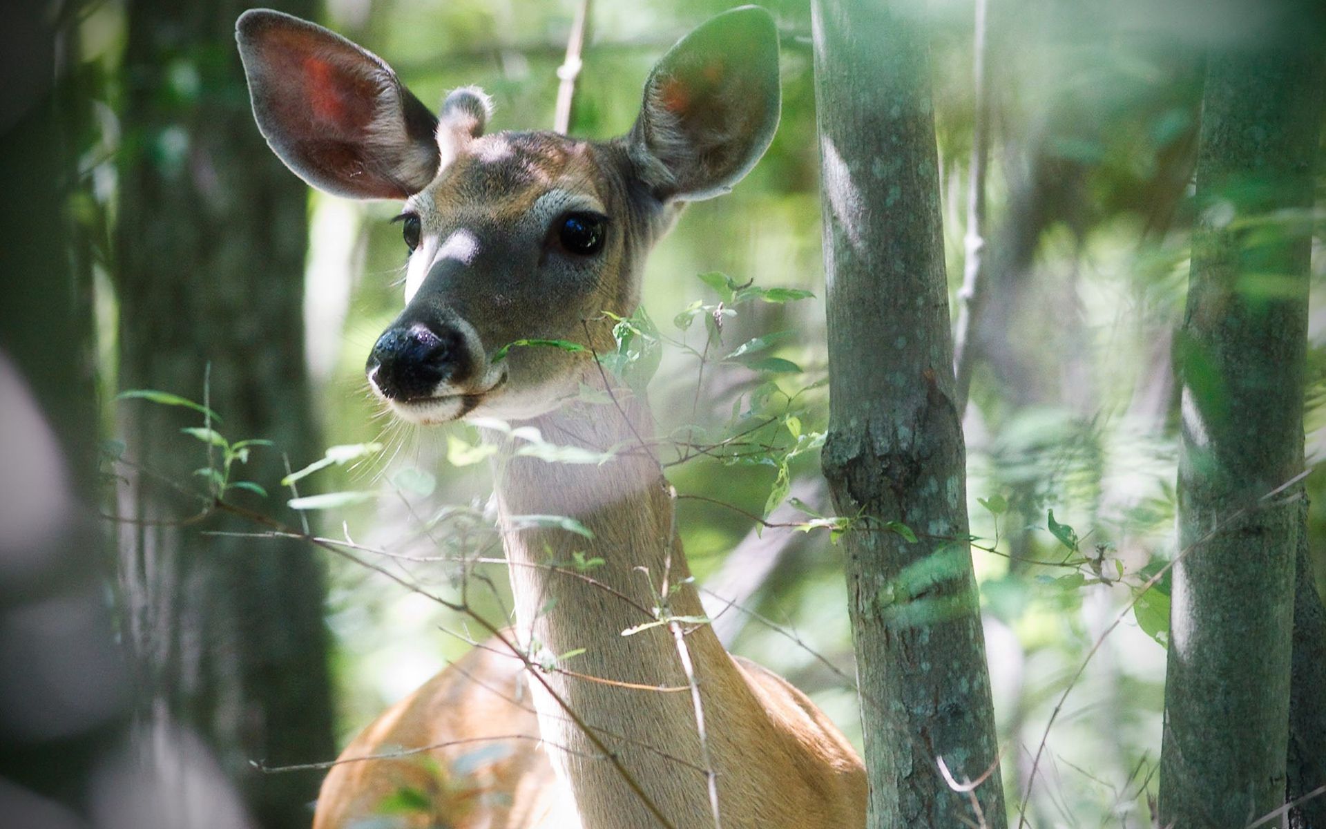 Free download wallpaper Animal, Deer on your PC desktop