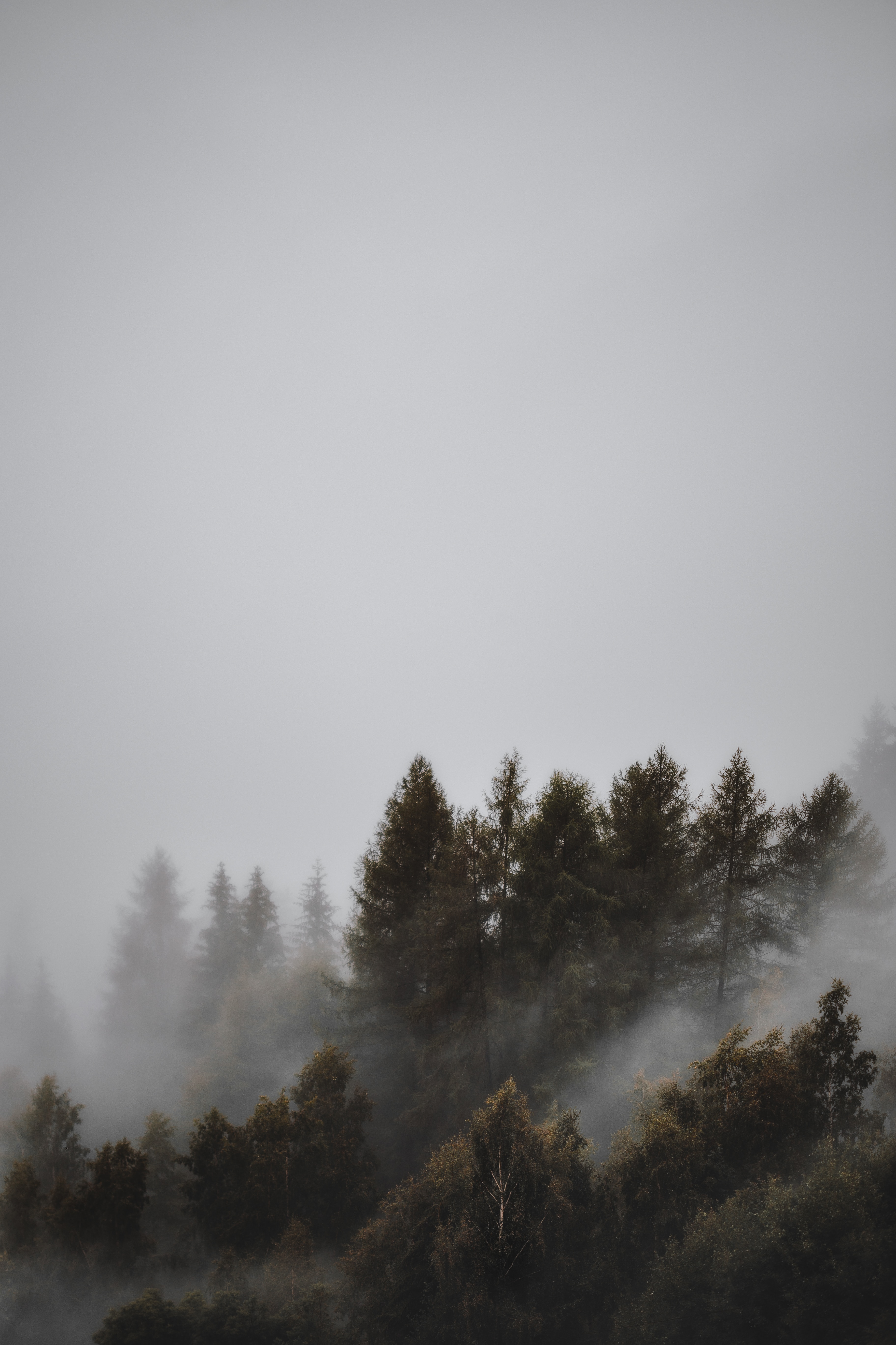 Download mobile wallpaper Gloomy, Fog, Forest, Trees, Nature, Landscape for free.