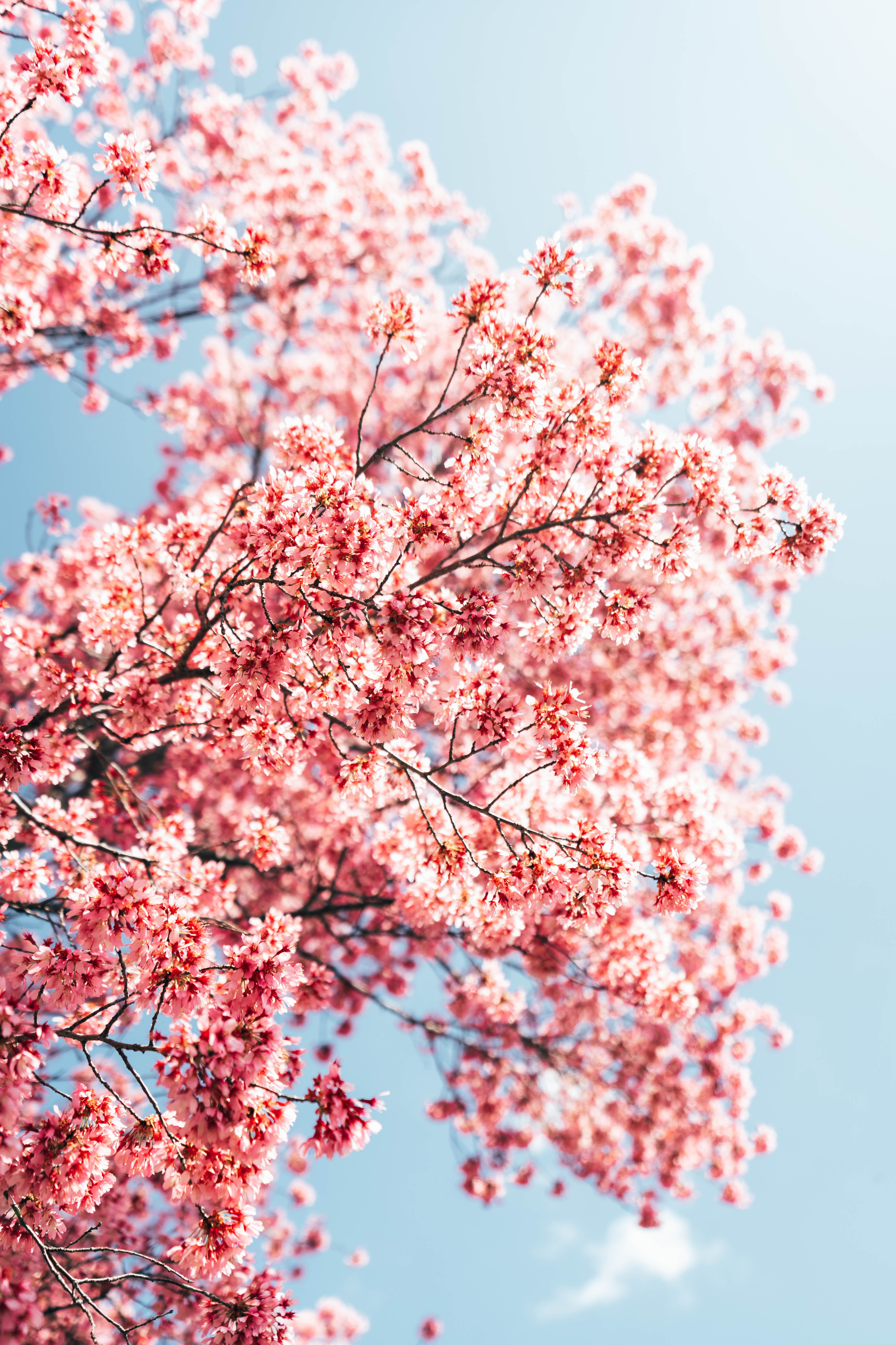 Download mobile wallpaper Branches, Macro, Flowers, Pink, Spring, Sakura for free.