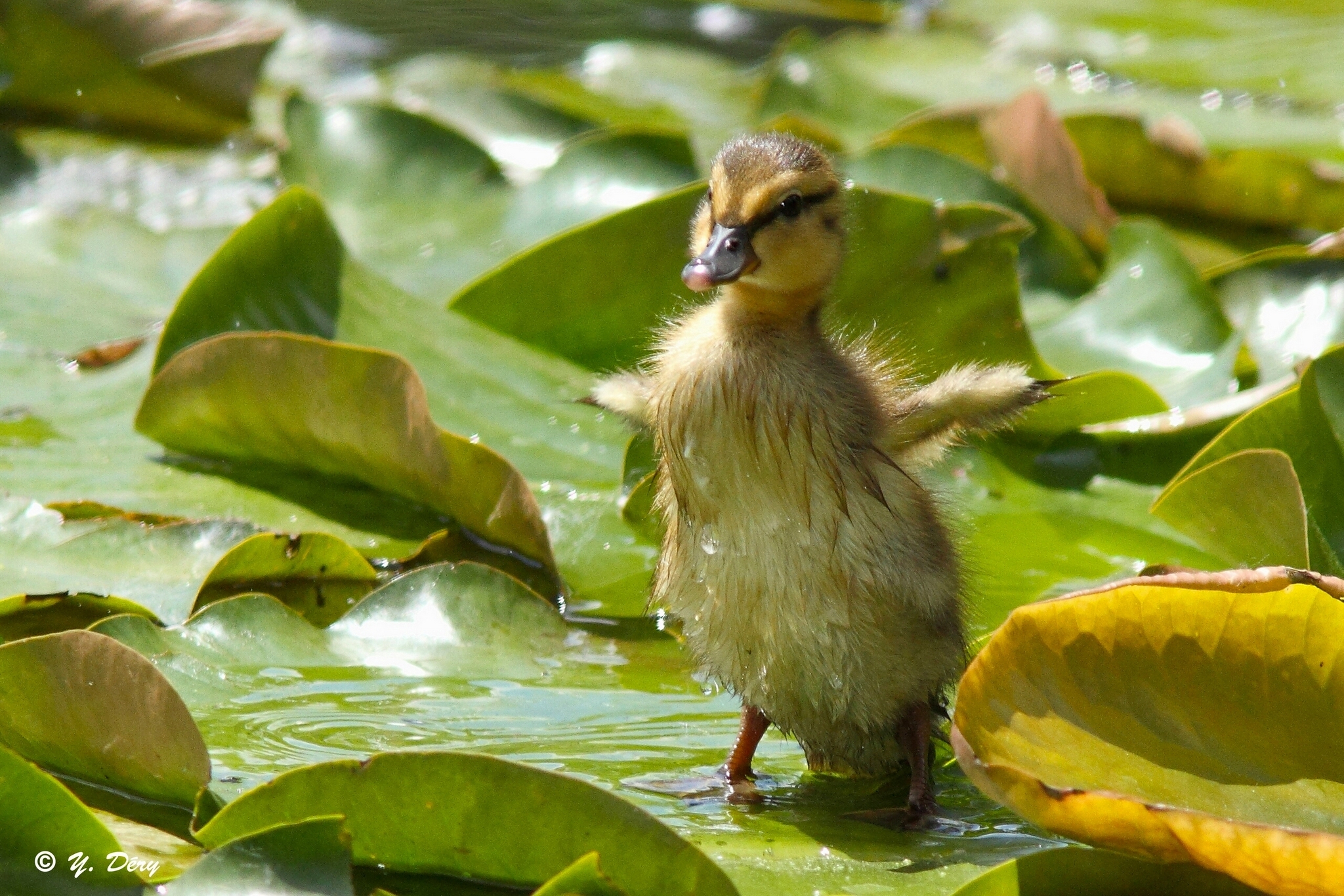 Download mobile wallpaper Duckling, Duck, Birds, Animal for free.