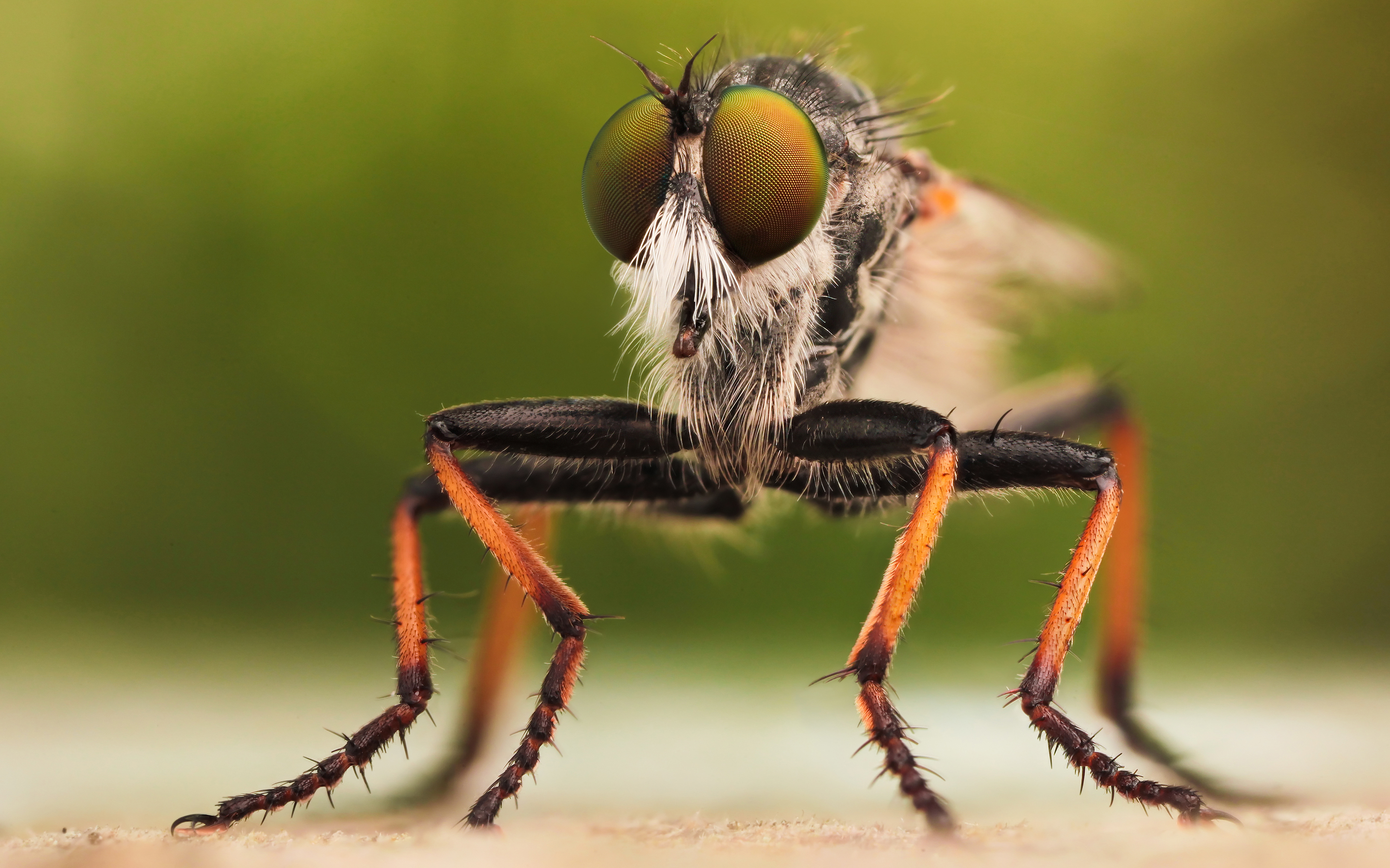 Téléchargez des papiers peints mobile Animaux, Insecte gratuitement.