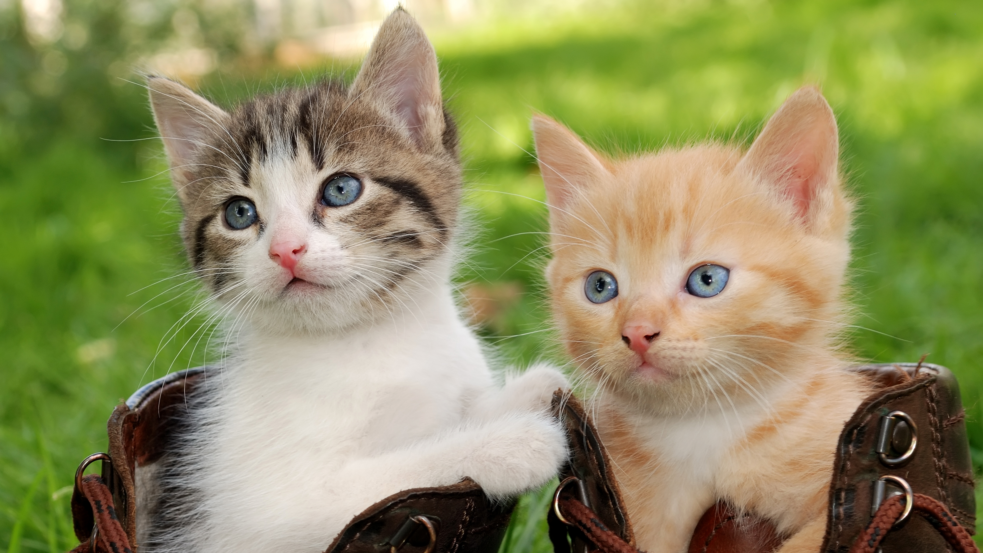 Téléchargez gratuitement l'image Animaux, Chats, Chat, Chaton sur le bureau de votre PC