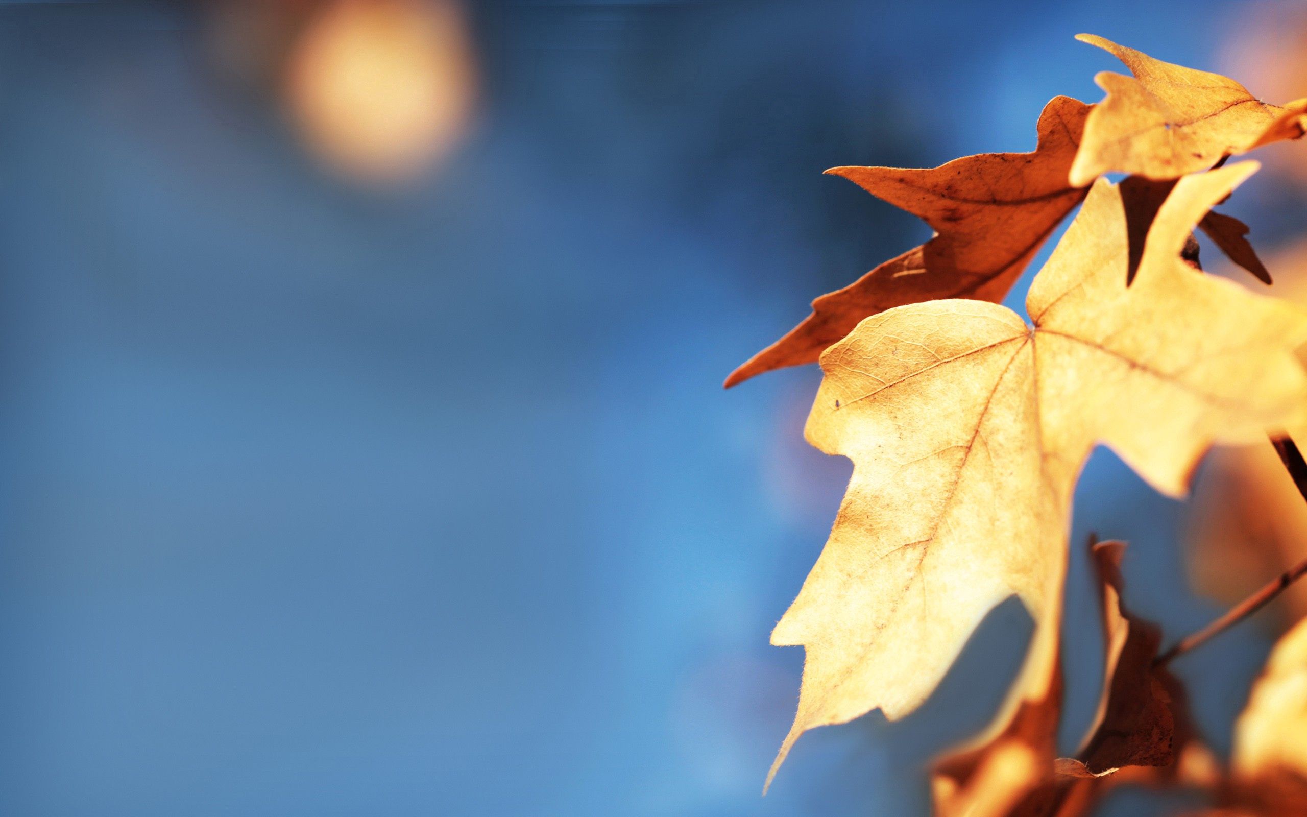 Free download wallpaper Leaves, Macro, Blur, Smooth, Maple, Autumn on your PC desktop