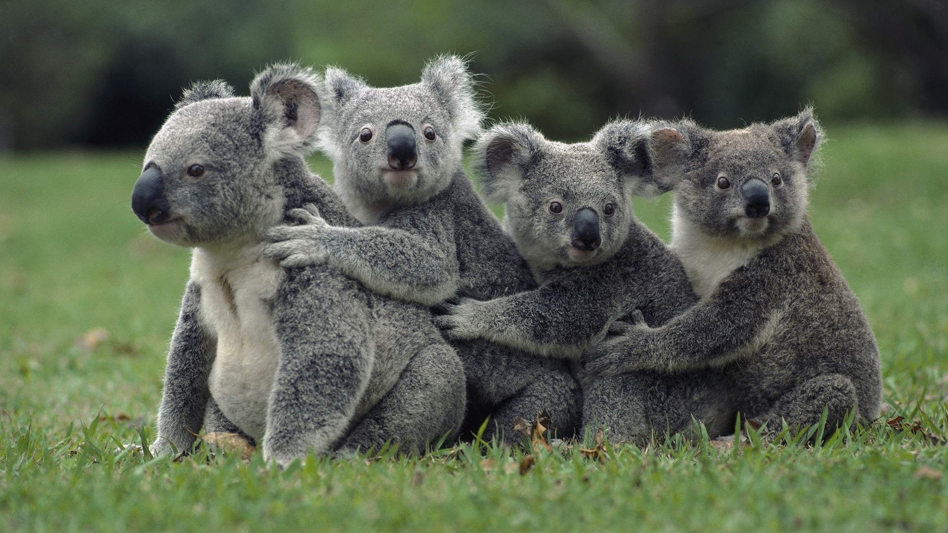 Télécharger des fonds d'écran Koalas HD