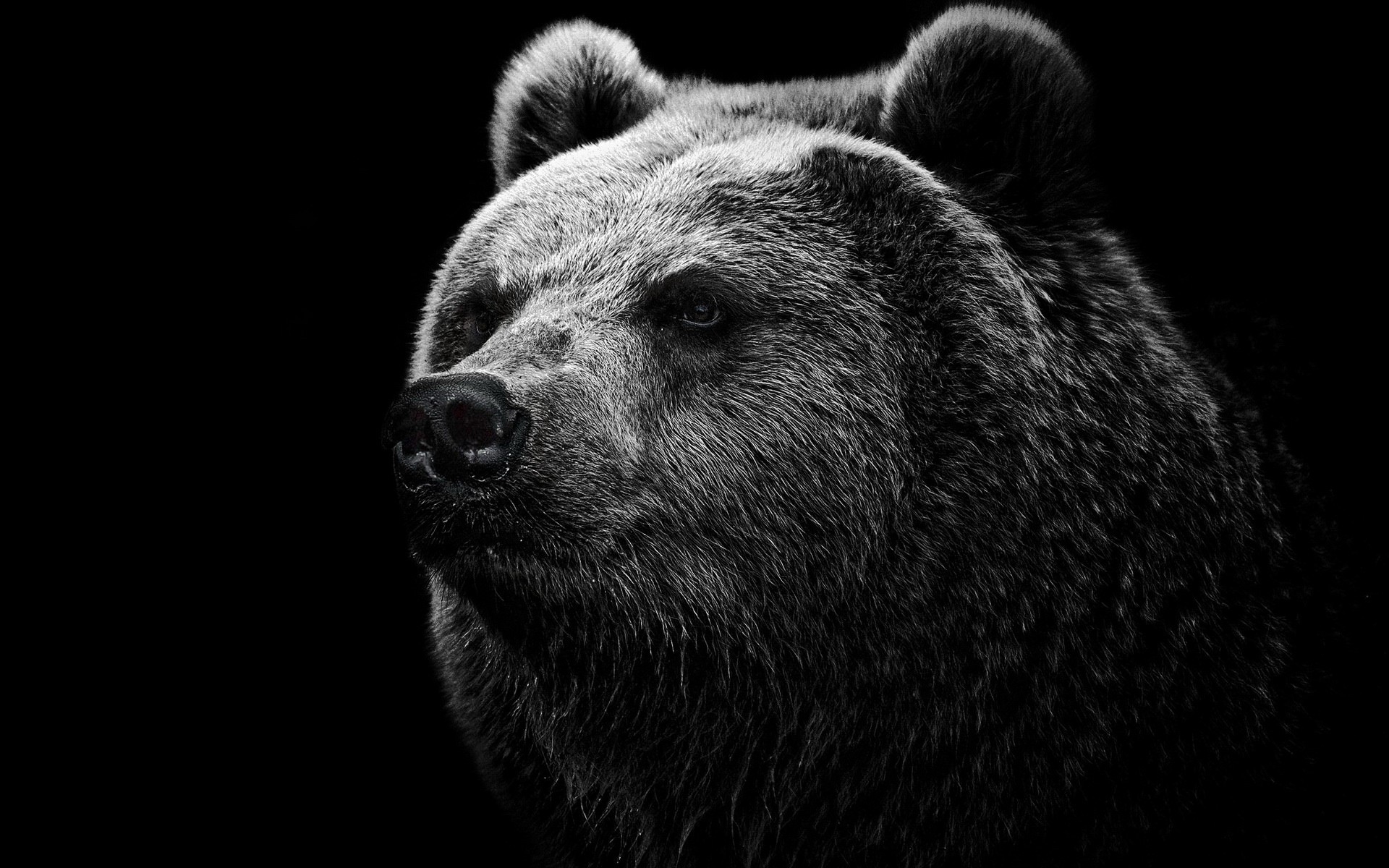 Download mobile wallpaper Bear, Animal for free.