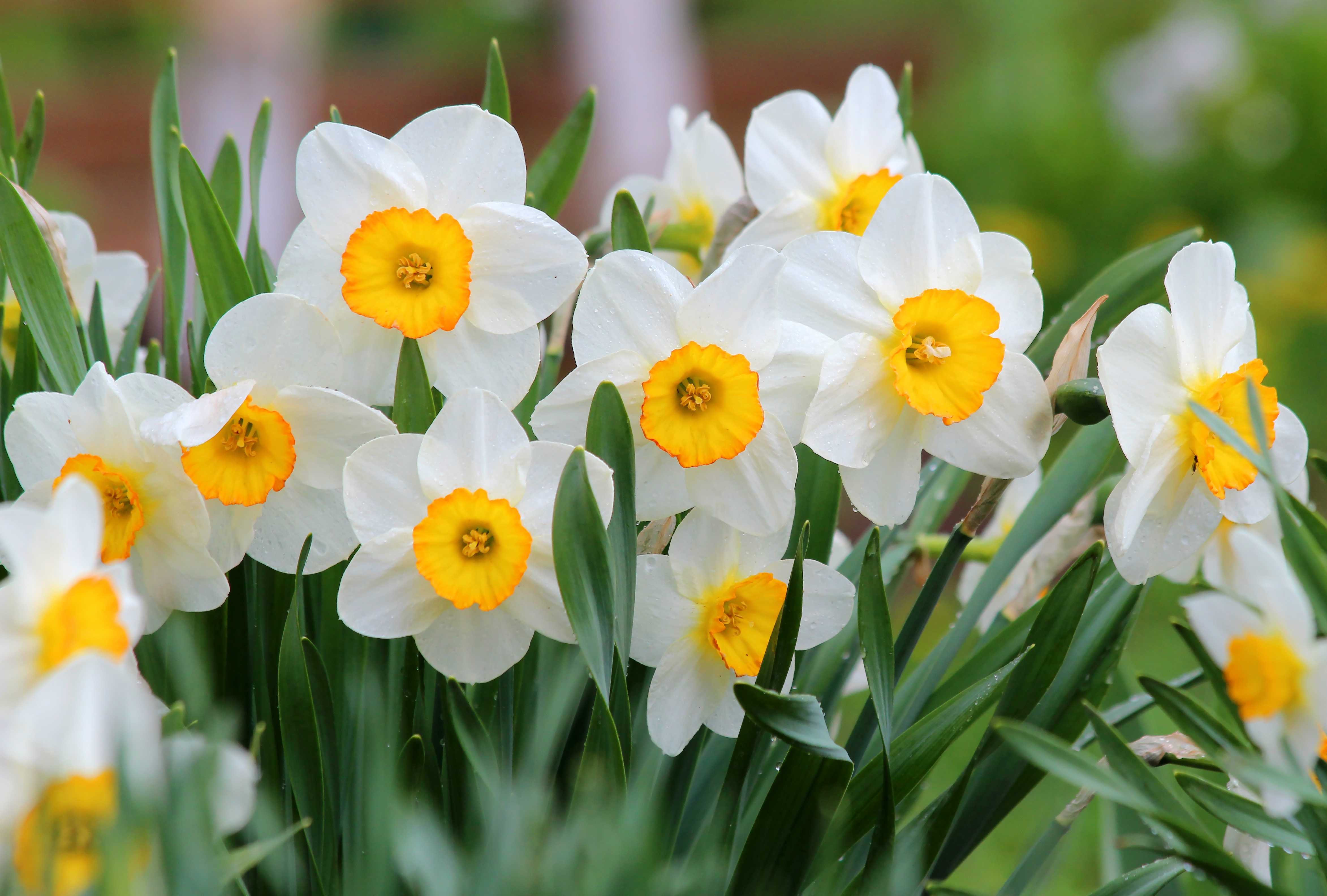 Free download wallpaper Nature, Flowers, Summer, Flower, Earth, White Flower, Daffodil on your PC desktop