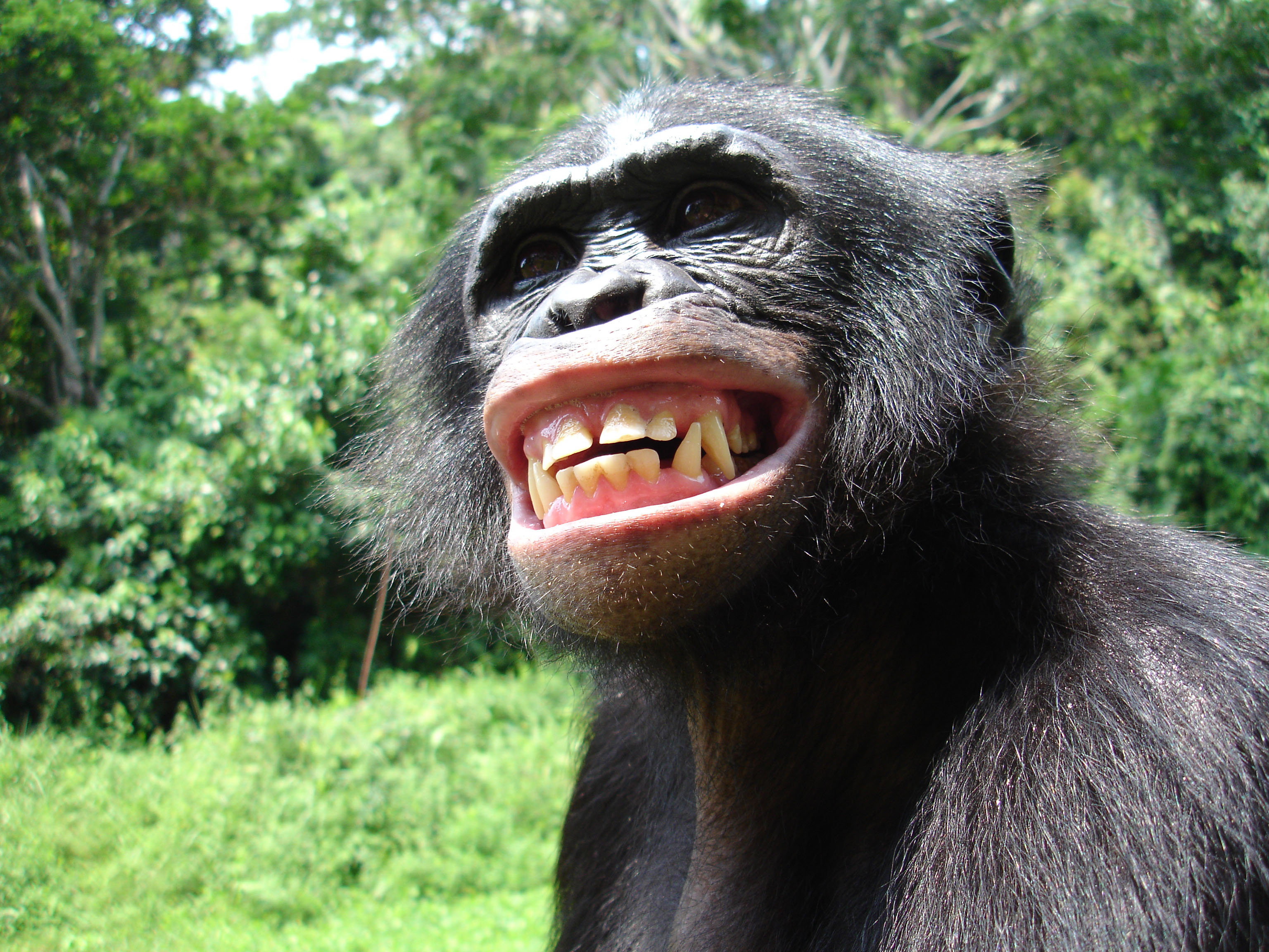 320088 Bild herunterladen tiere, schimpanse, affen - Hintergrundbilder und Bildschirmschoner kostenlos