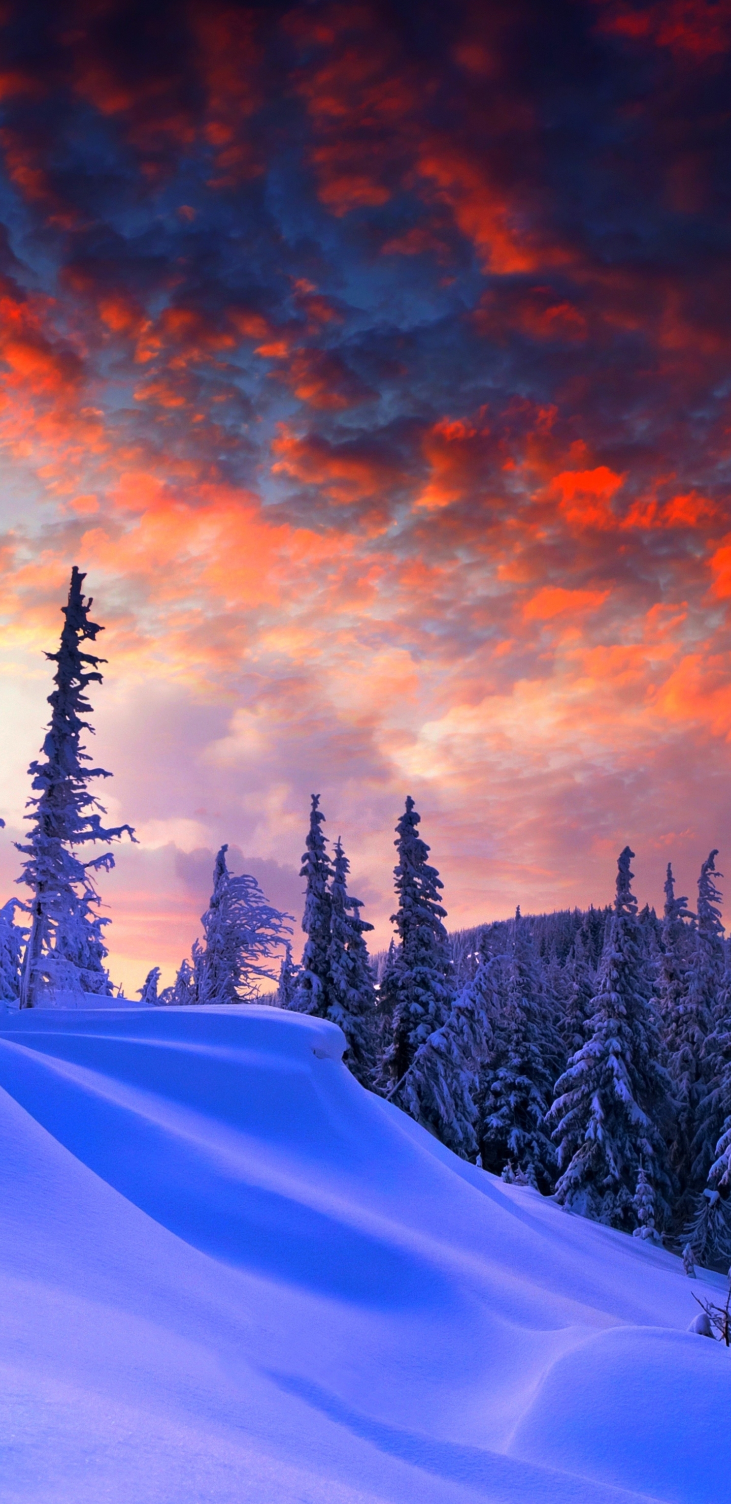 Скачать картинку Зима, Снег, Дерево, Вечер, Земля/природа в телефон бесплатно.