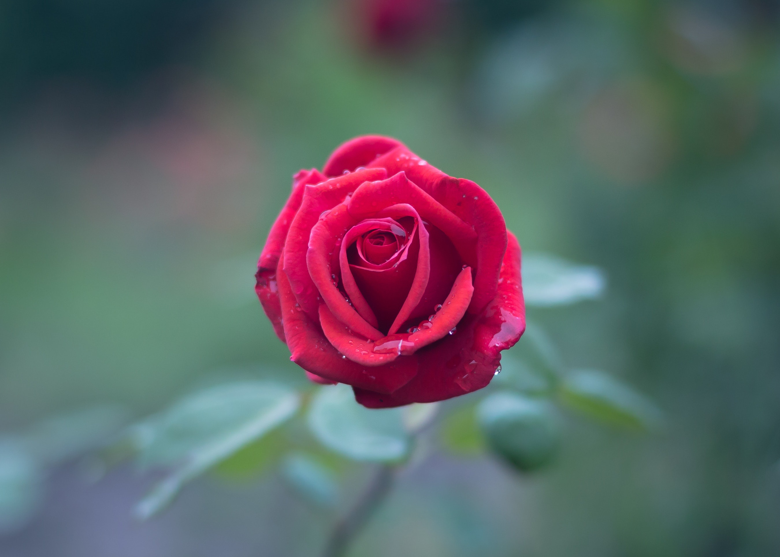 Descarga gratuita de fondo de pantalla para móvil de Flores, Rosa, Tierra/naturaleza, Gota De Agua, Difuminado.