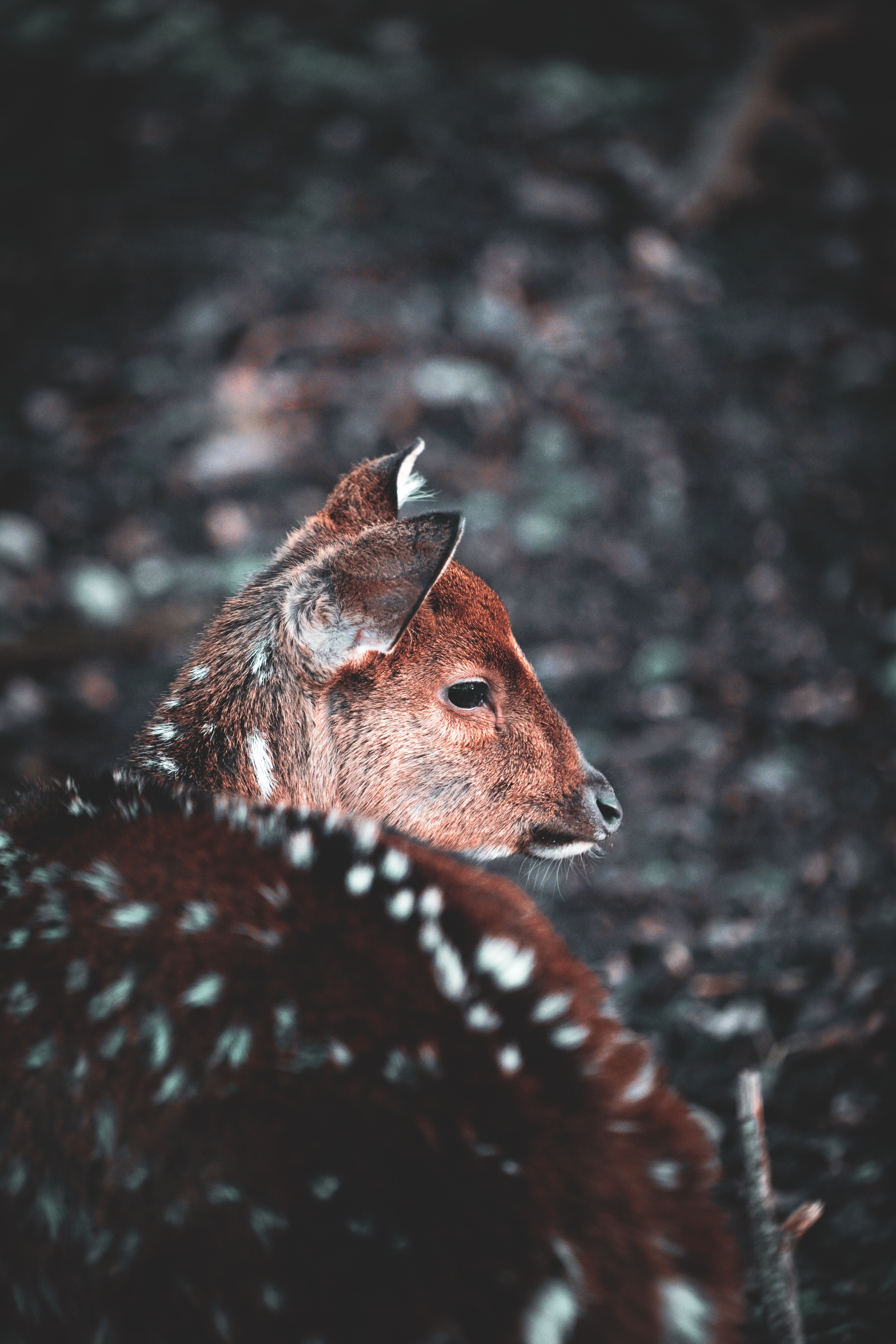 Download mobile wallpaper Muzzle, Animals, Smooth, Wildlife, Blur, Deer for free.