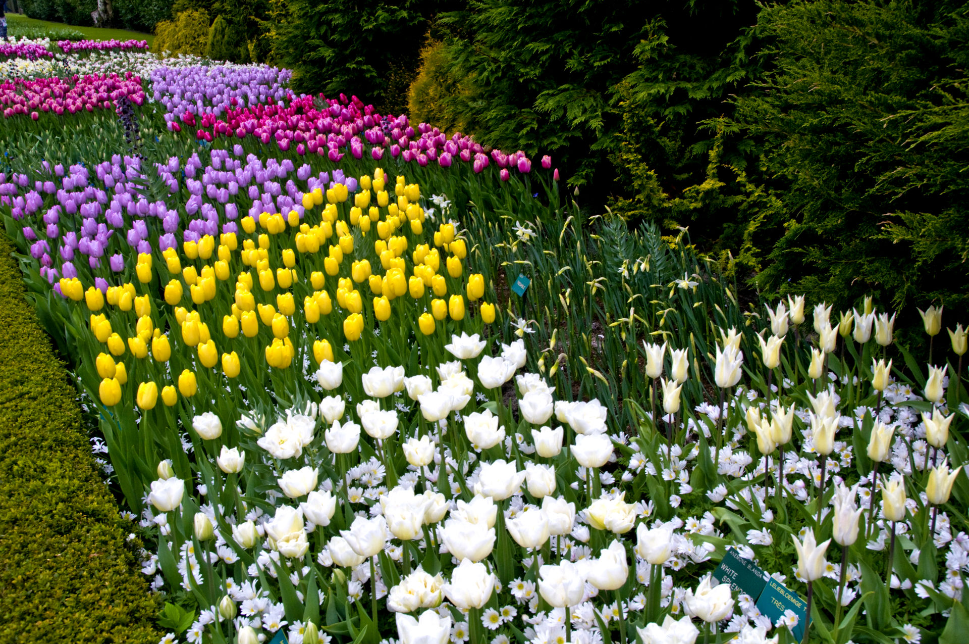 Descarga gratuita de fondo de pantalla para móvil de Tulipán, Flores, Flor, Tierra/naturaleza.