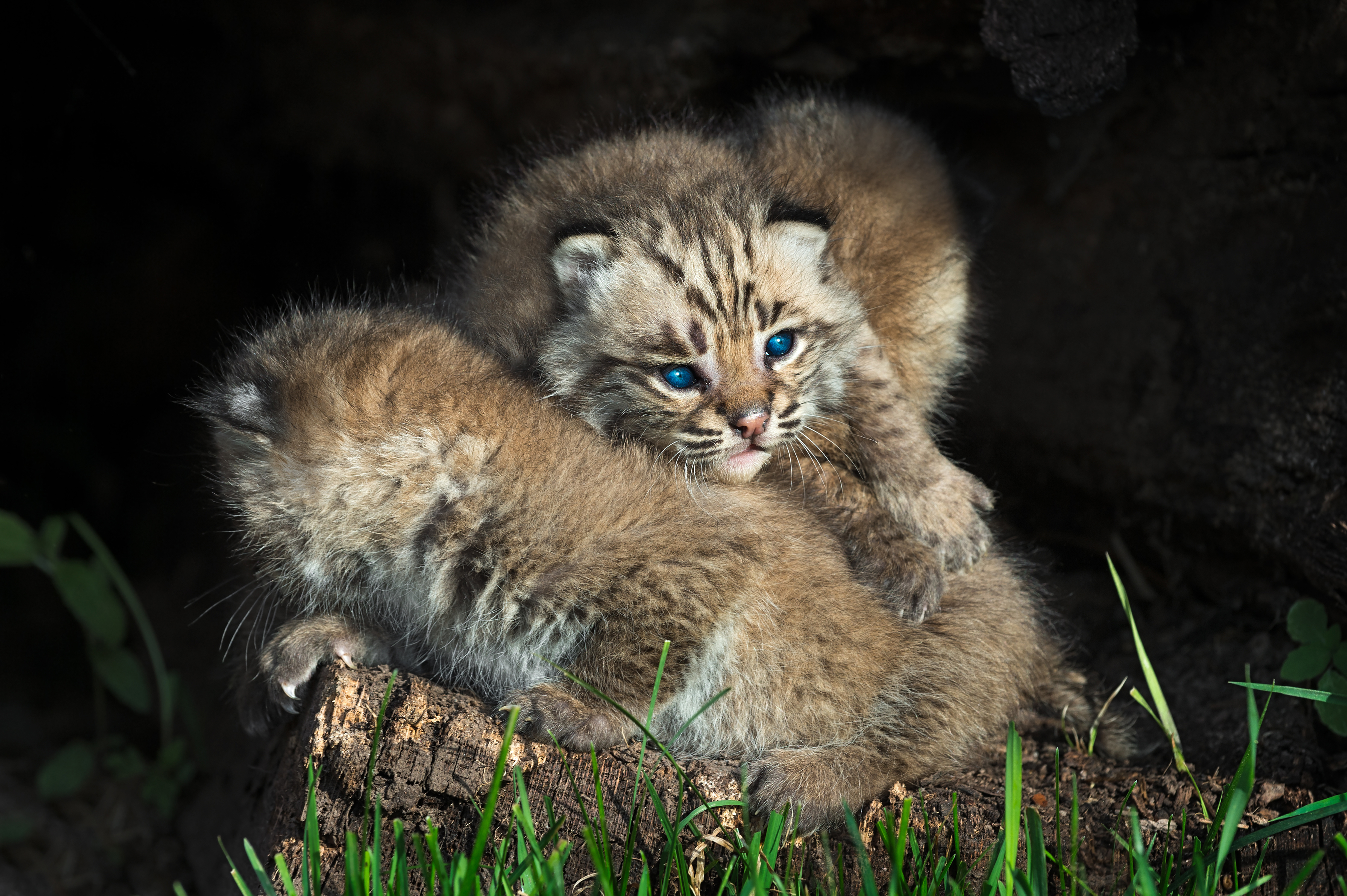 Handy-Wallpaper Tiere, Katzen, Tierbaby, Luchs, Jungtier kostenlos herunterladen.