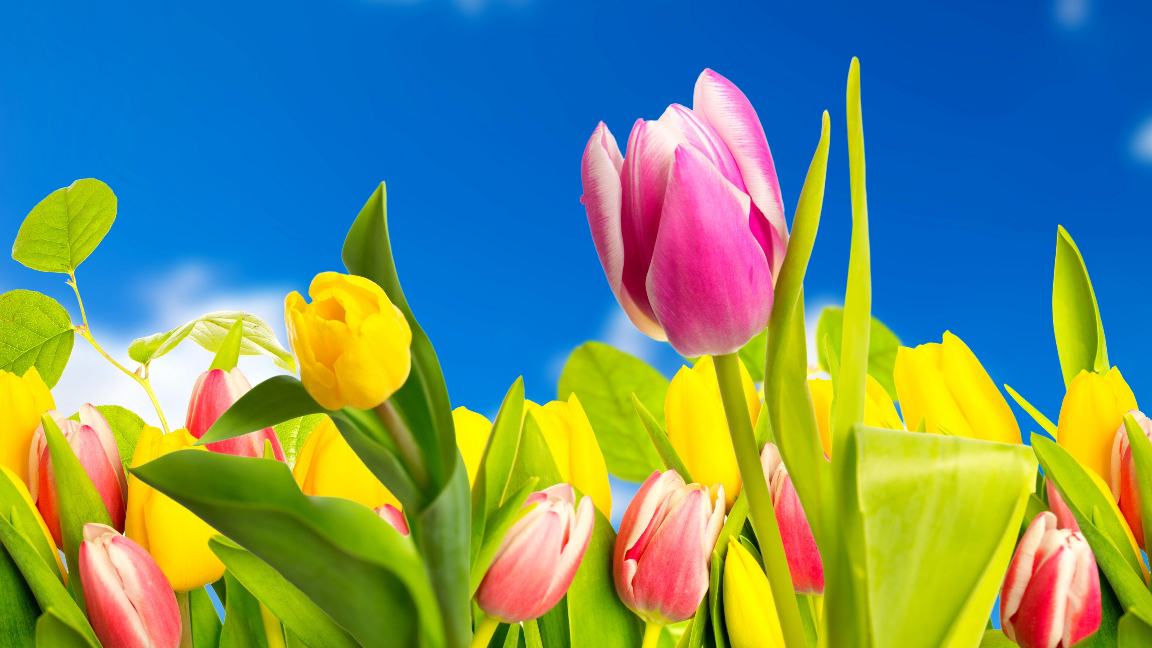 Handy-Wallpaper Blumen, Blume, Bunt, Frühling, Tulpe, Gelbe Blume, Erde/natur, Pinke Blume kostenlos herunterladen.