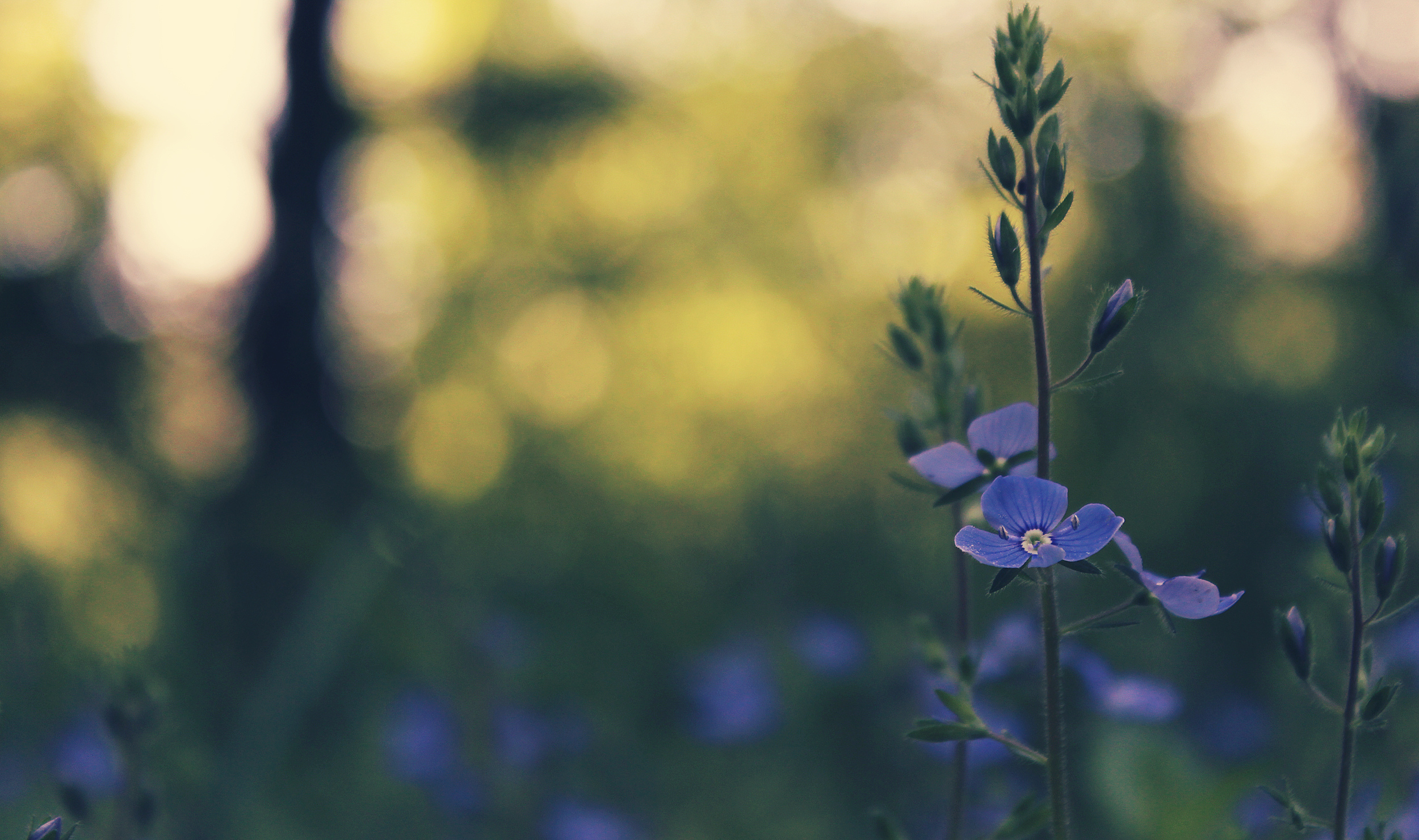 Descarga gratuita de fondo de pantalla para móvil de Flores, Flor, Tierra/naturaleza.