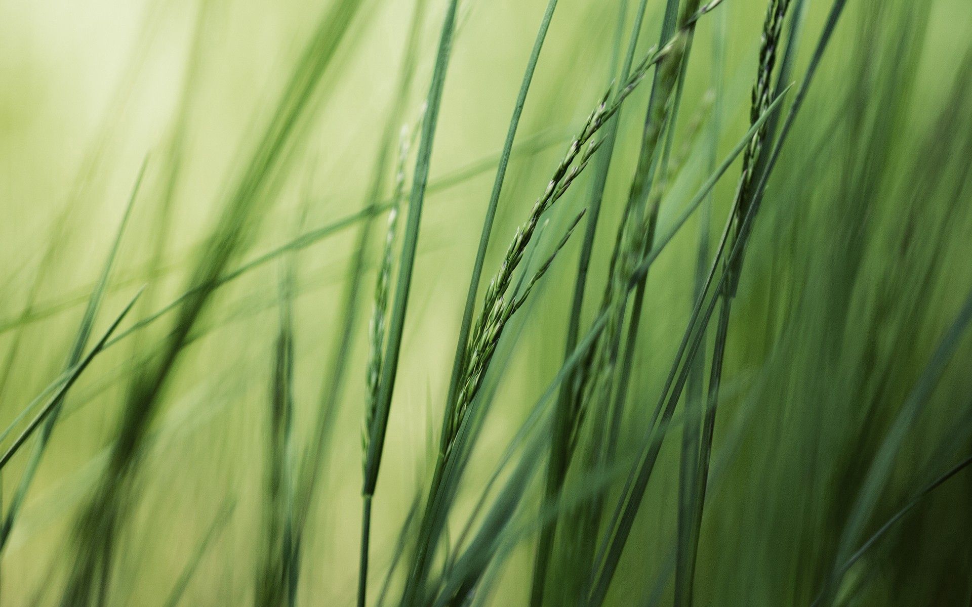 Download mobile wallpaper Grass, Macro, Greens, Bright, Background for free.