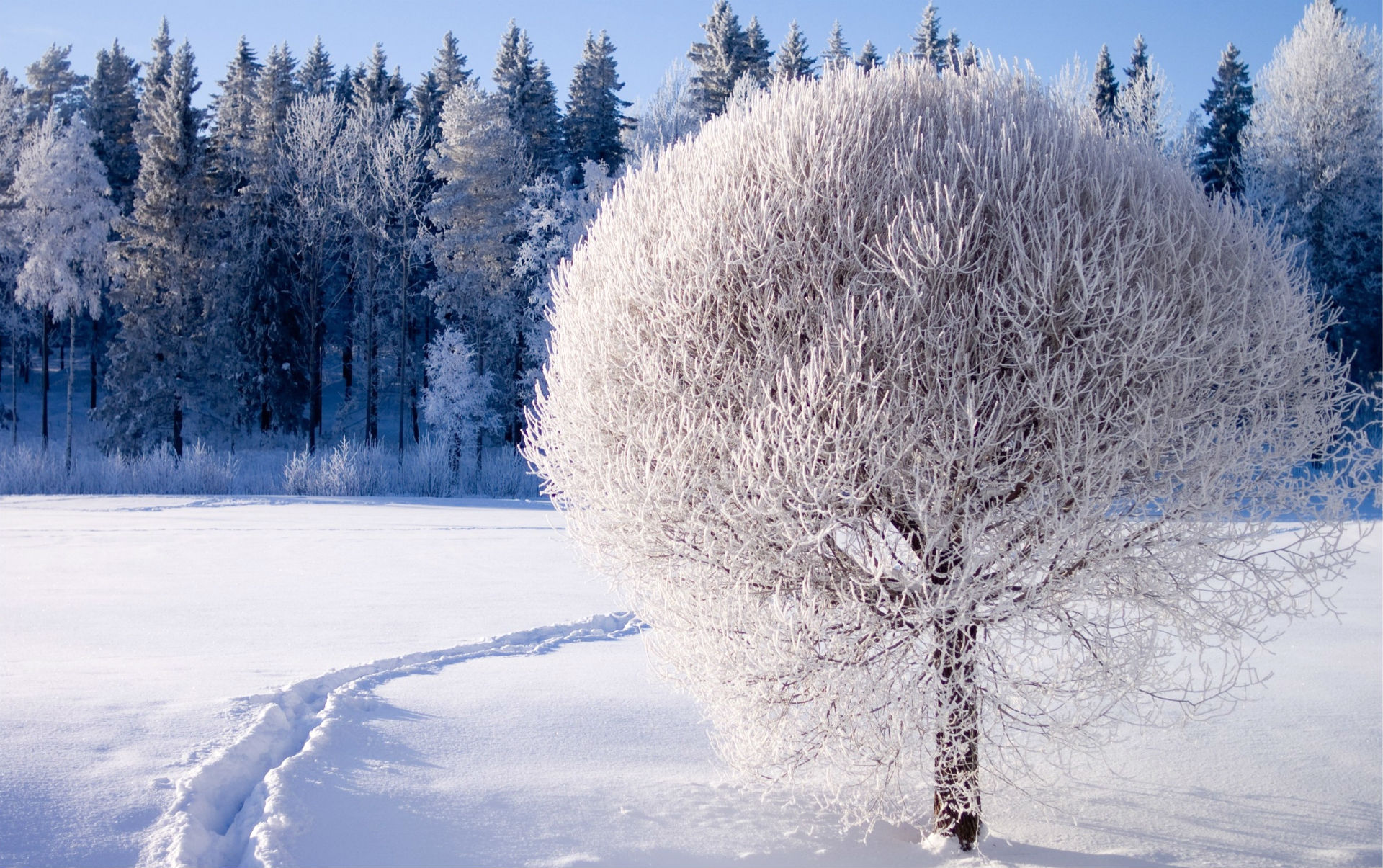 Download mobile wallpaper Landscape, Winter, Snow, Forest, Earth, Season, Scenic for free.