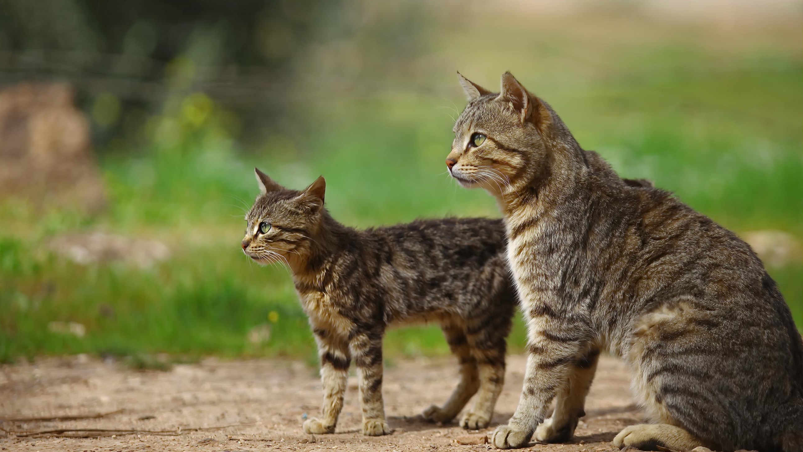 Descarga gratuita de fondo de pantalla para móvil de Animales, Gatos, Gato, Gatito, Bebe Animal.