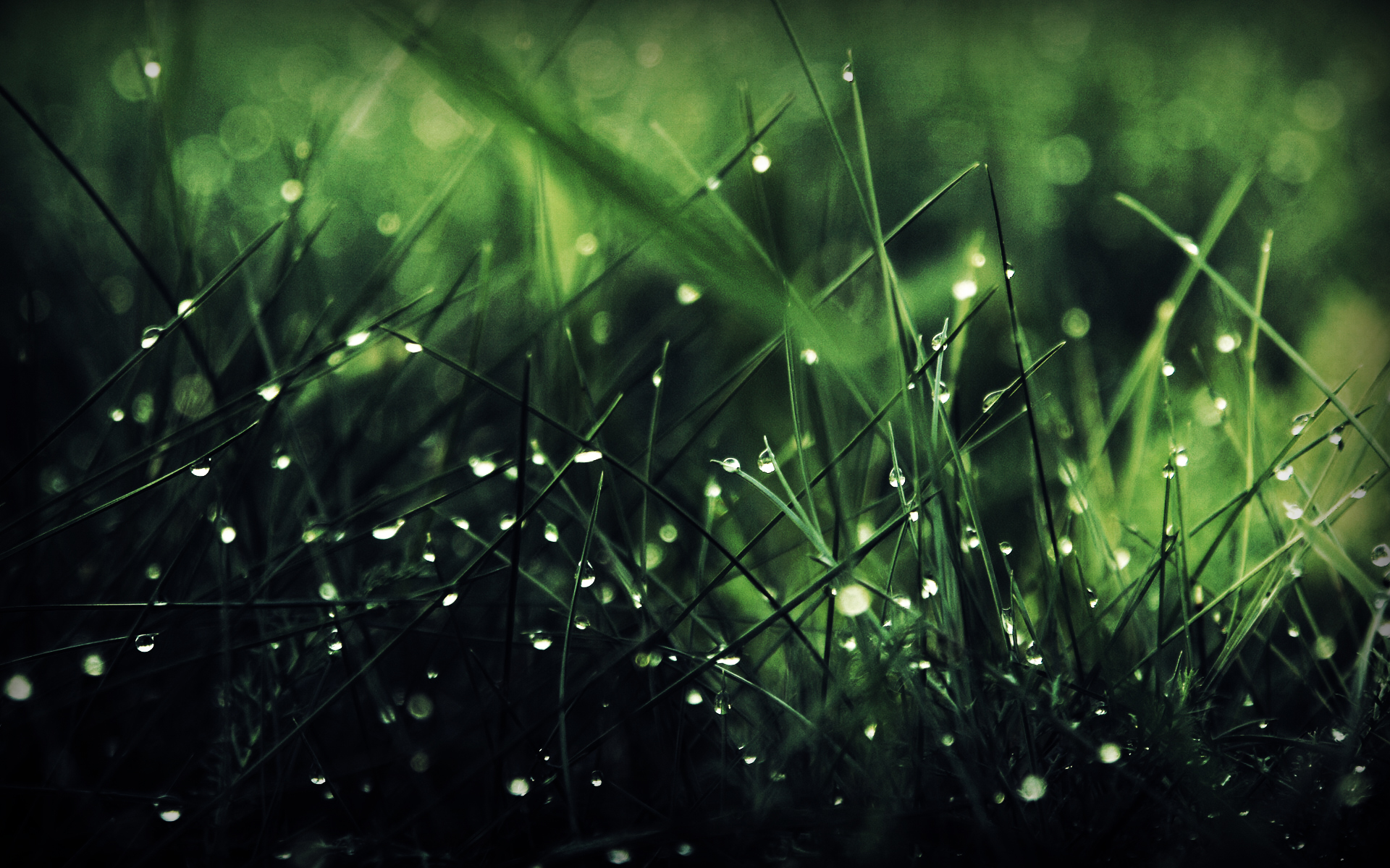 Download mobile wallpaper Grass, Earth for free.
