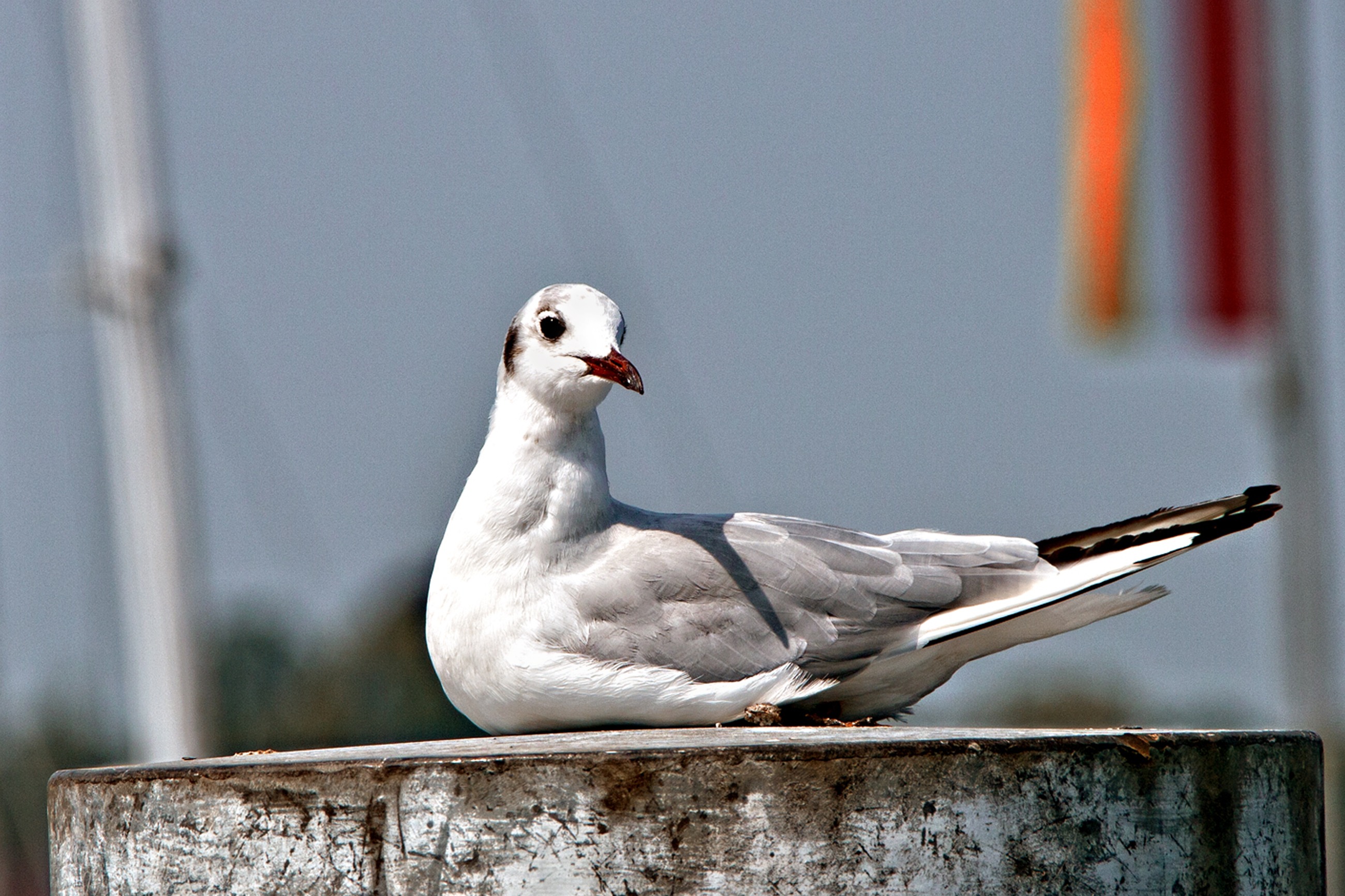 Download mobile wallpaper Birds, Bird, Animal, Seagull, Bokeh for free.