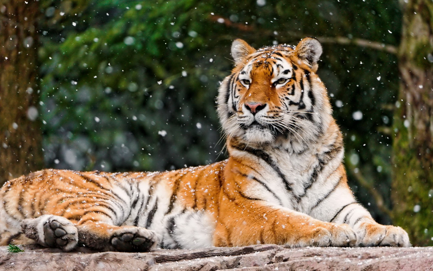 Download mobile wallpaper Tiger, Animal for free.