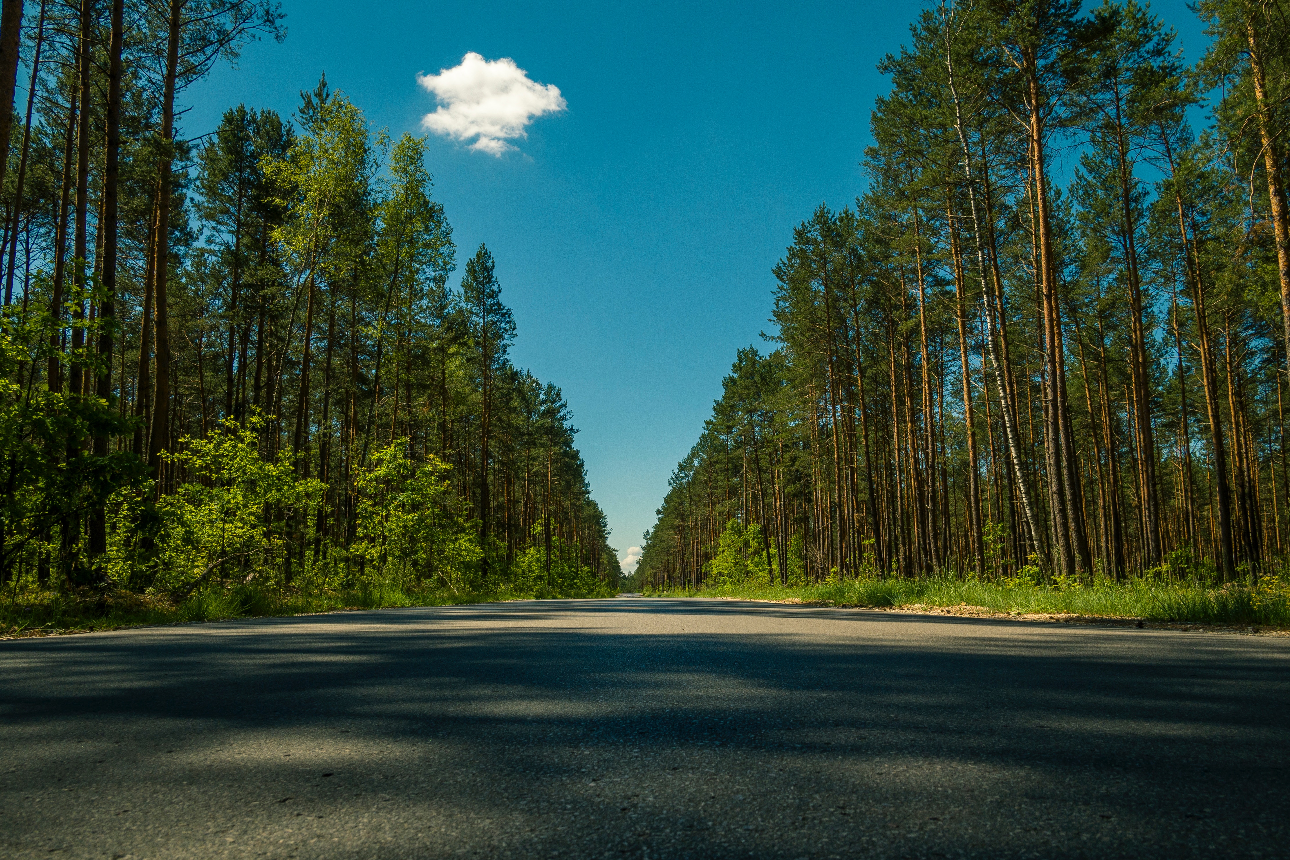 road, nature, trees, summer 1080p