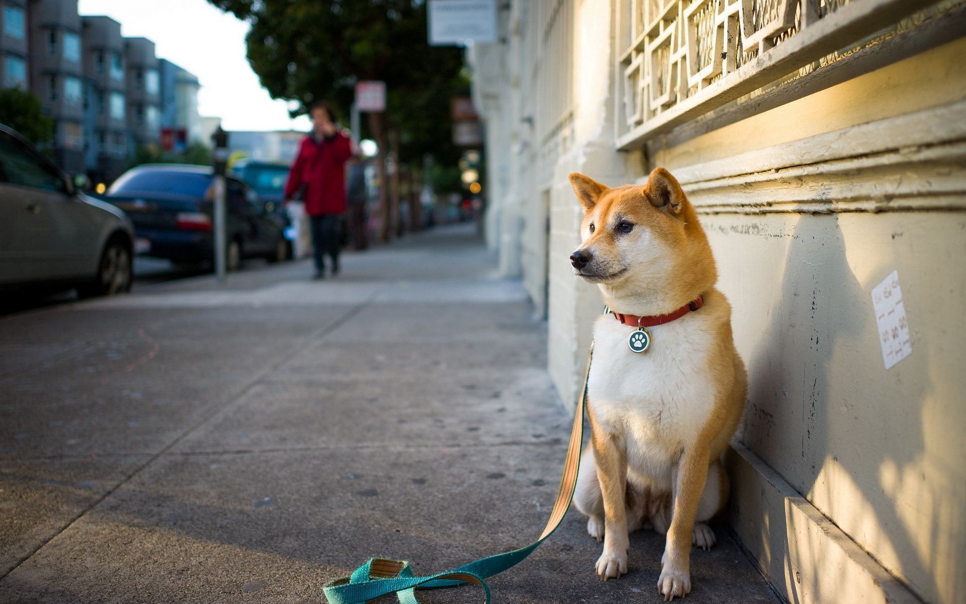 無料モバイル壁紙座る, 動物, 市, 都市, 通り, 犬をダウンロードします。