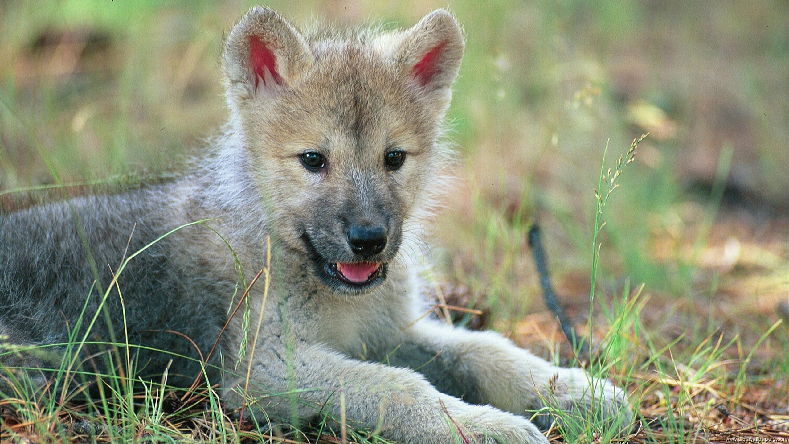 Download mobile wallpaper Wolf, Animal for free.