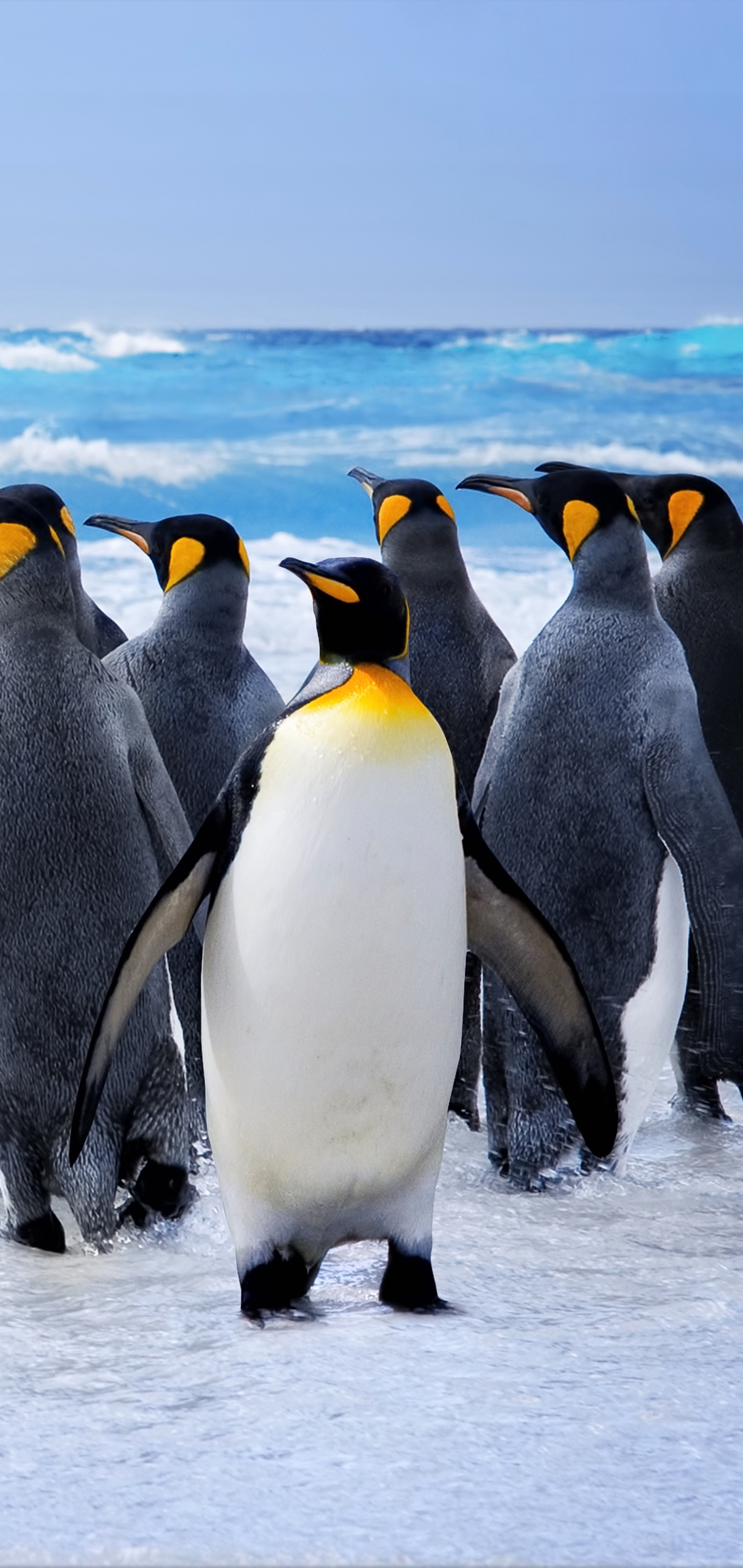 Descarga gratuita de fondo de pantalla para móvil de Animales, Mar, Pájaro, Océano, Pingüino, Aves, Ave, Pingüino Real.
