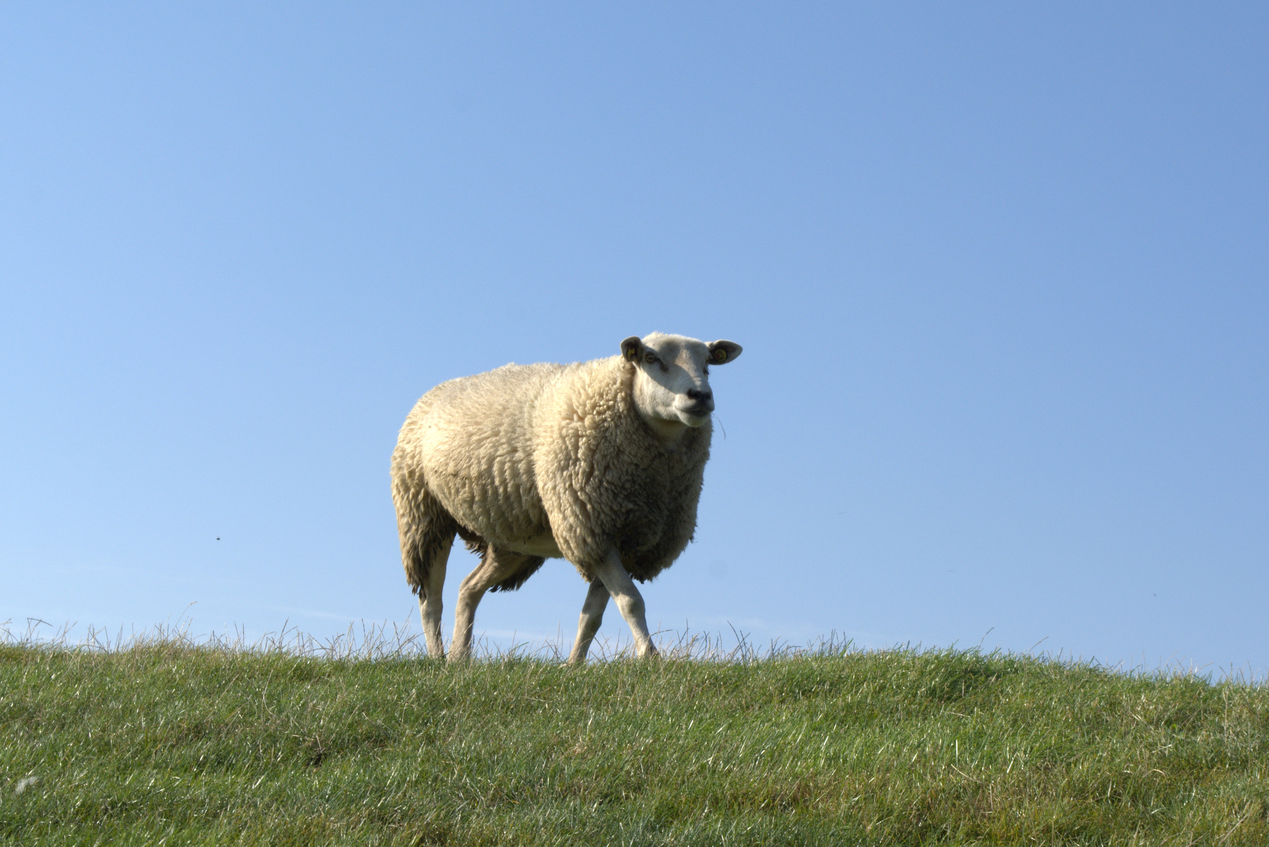 51694 завантажити шпалери тварини, трава, поле, прогулянка, прогулятися, вівця - заставки і картинки безкоштовно