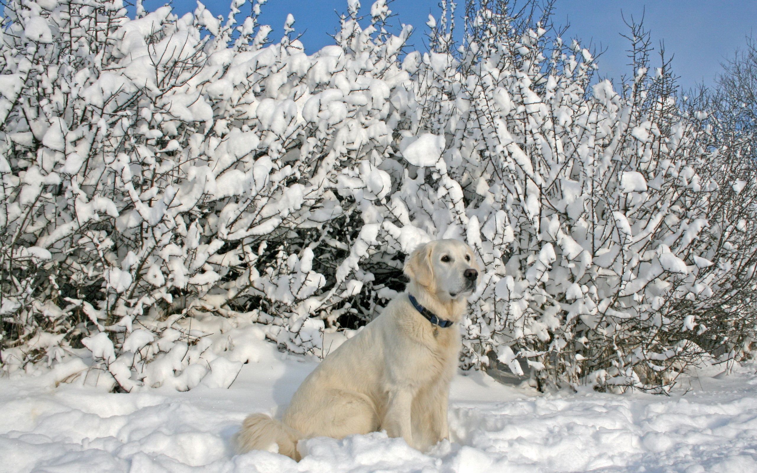 Download mobile wallpaper Sit, Collar, Trees, Animals, Snow, Dog for free.