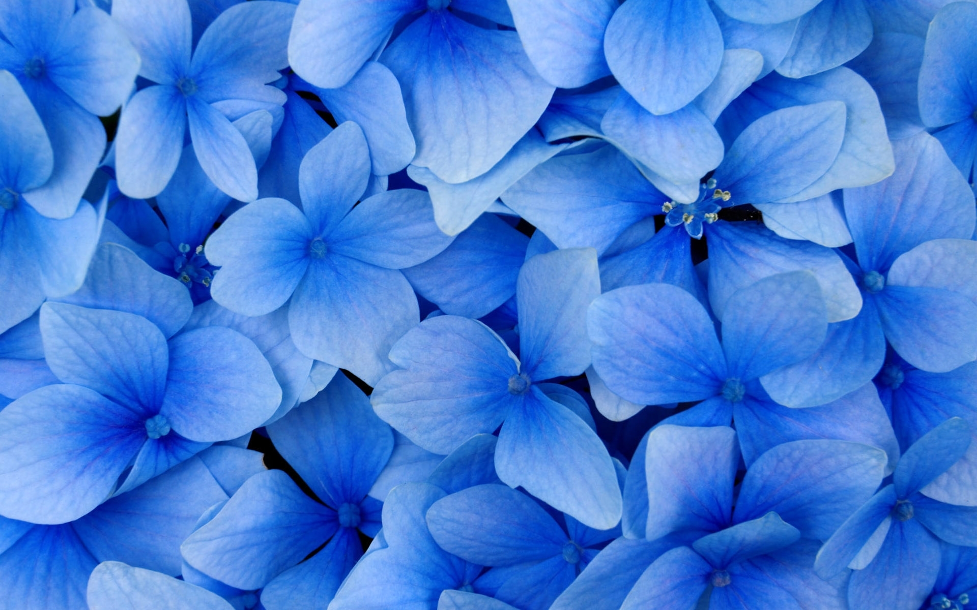 7852 скачать картинку цветы, растения, фон, фиалки, синие - обои и заставки бесплатно