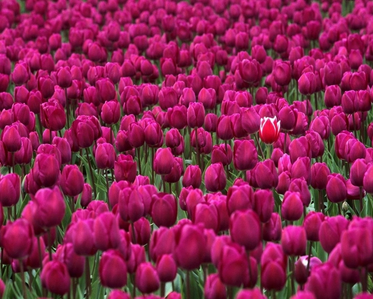 2708 скачать обои тюльпаны, фон, растения, красные, цветы - заставки и картинки бесплатно