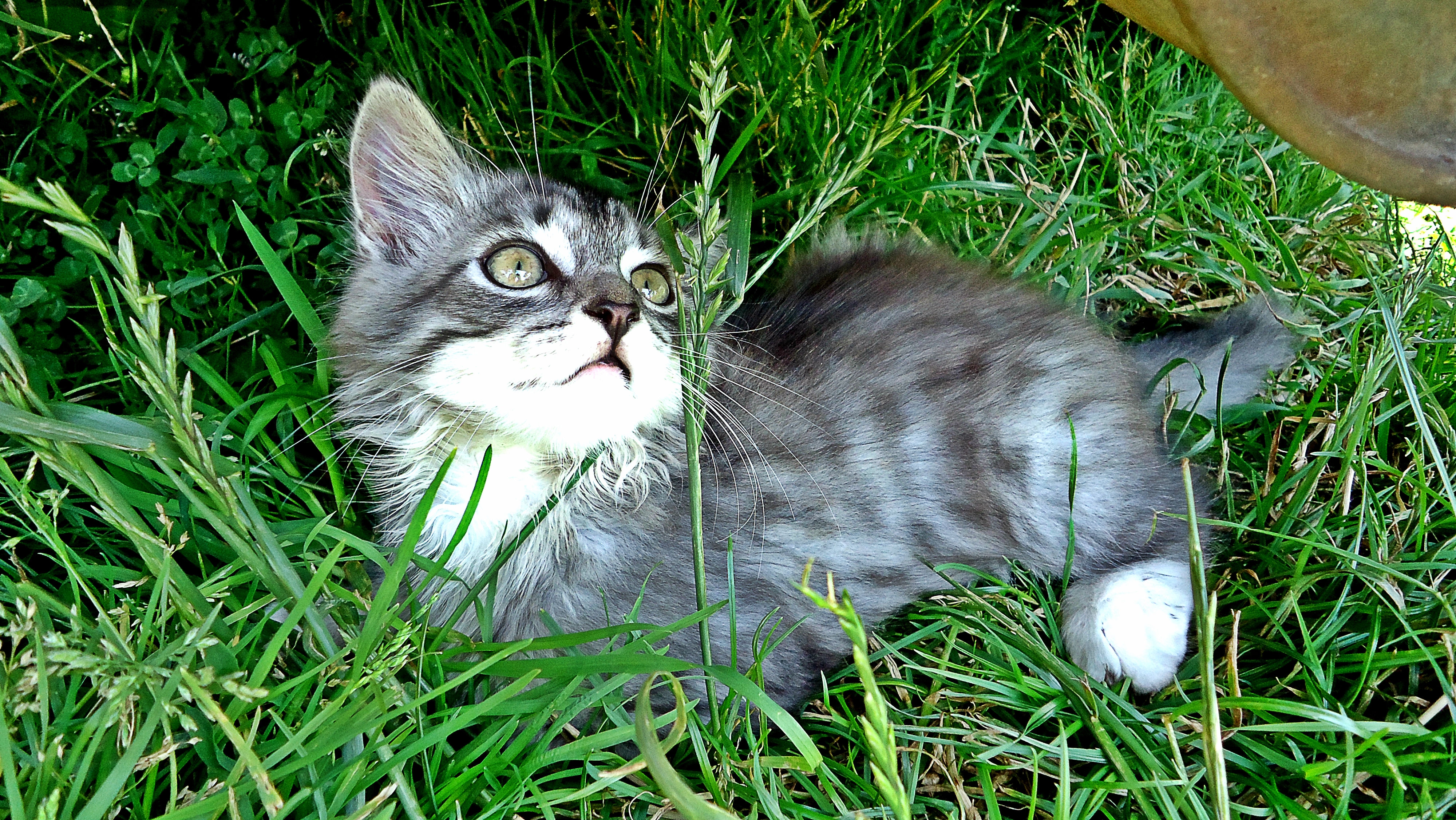59147 скачать картинку котенок, игривый, животные, трава, внимательность - обои и заставки бесплатно