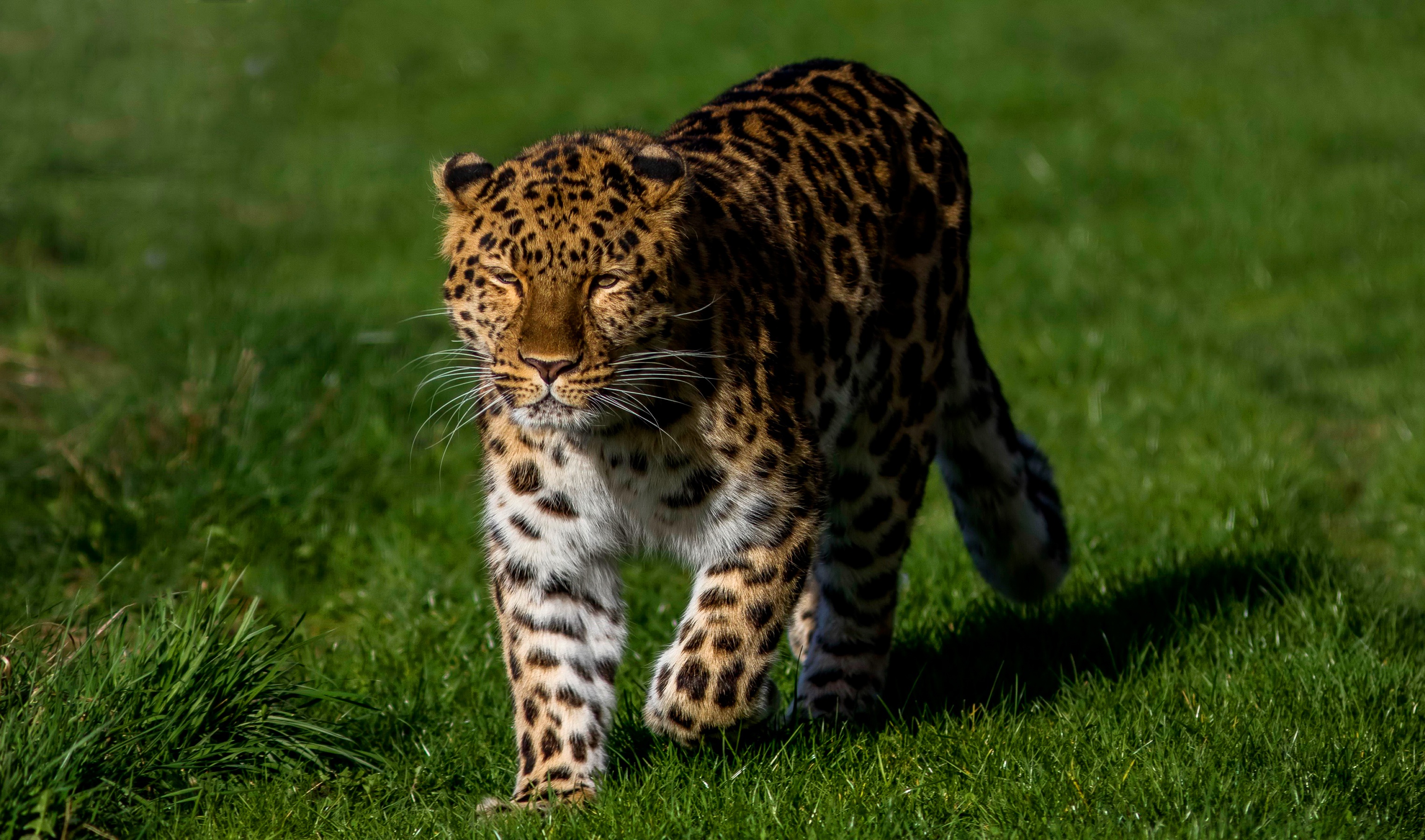 Download mobile wallpaper Cats, Leopard, Animal for free.