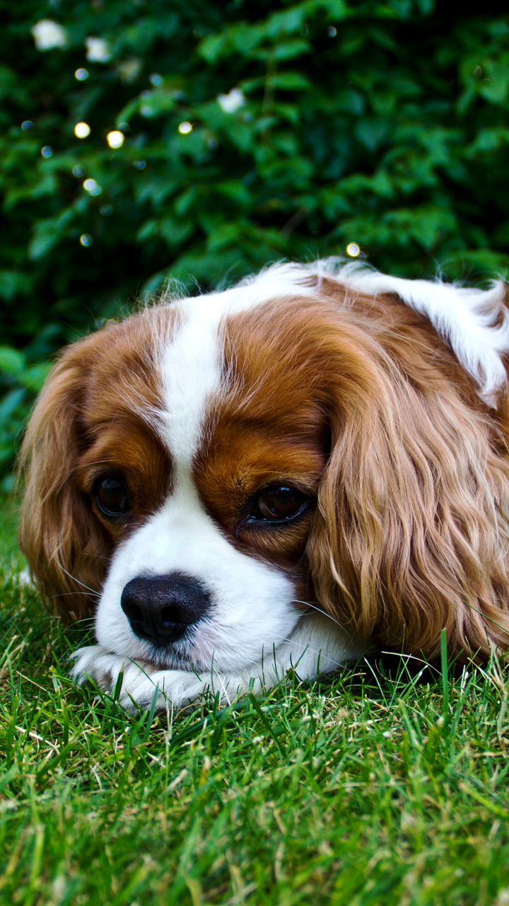 Download mobile wallpaper Dogs, Spaniel, Dog, Animal, Puppy for free.