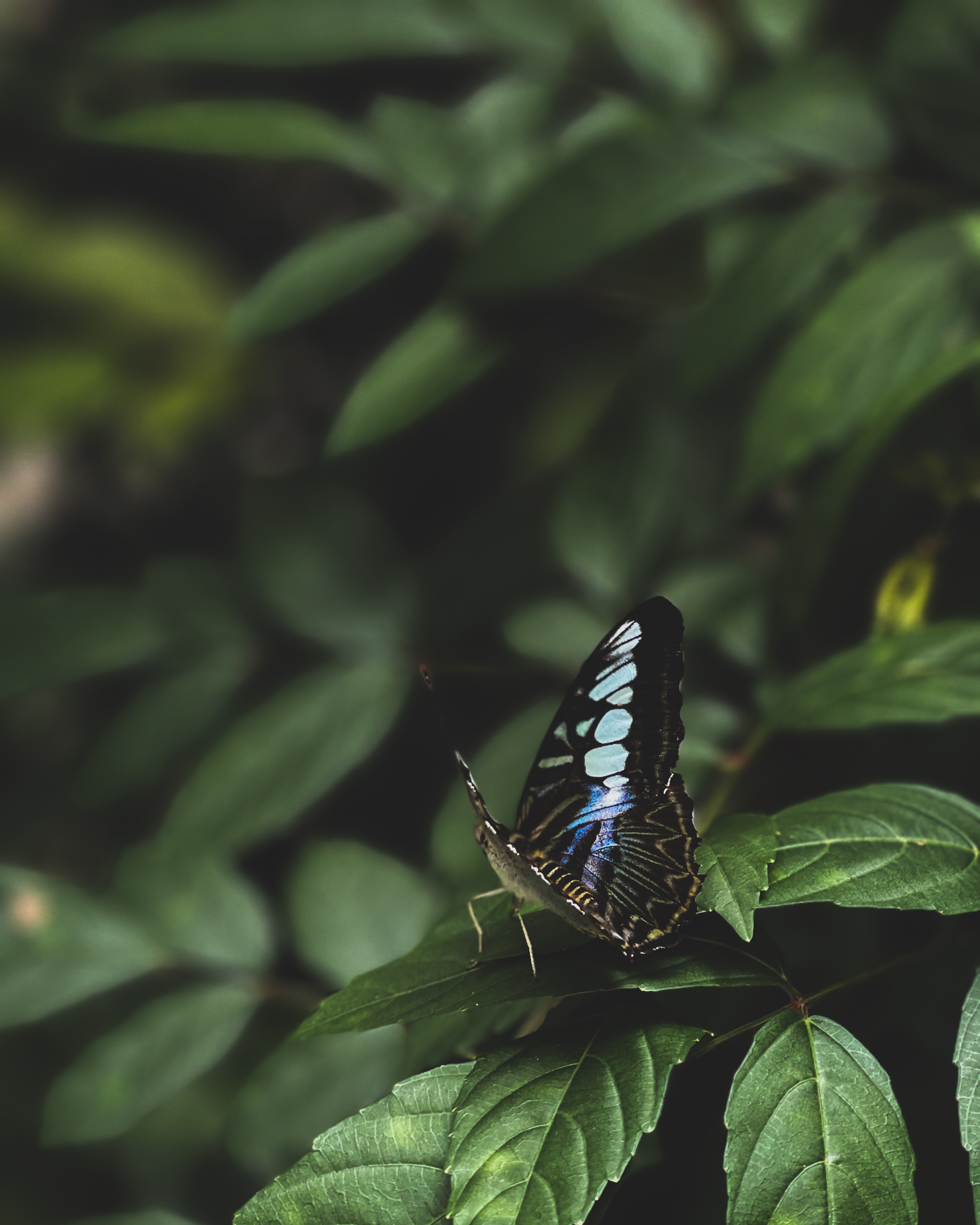 Free download wallpaper Macro, Insect, Leaves, Butterfly on your PC desktop