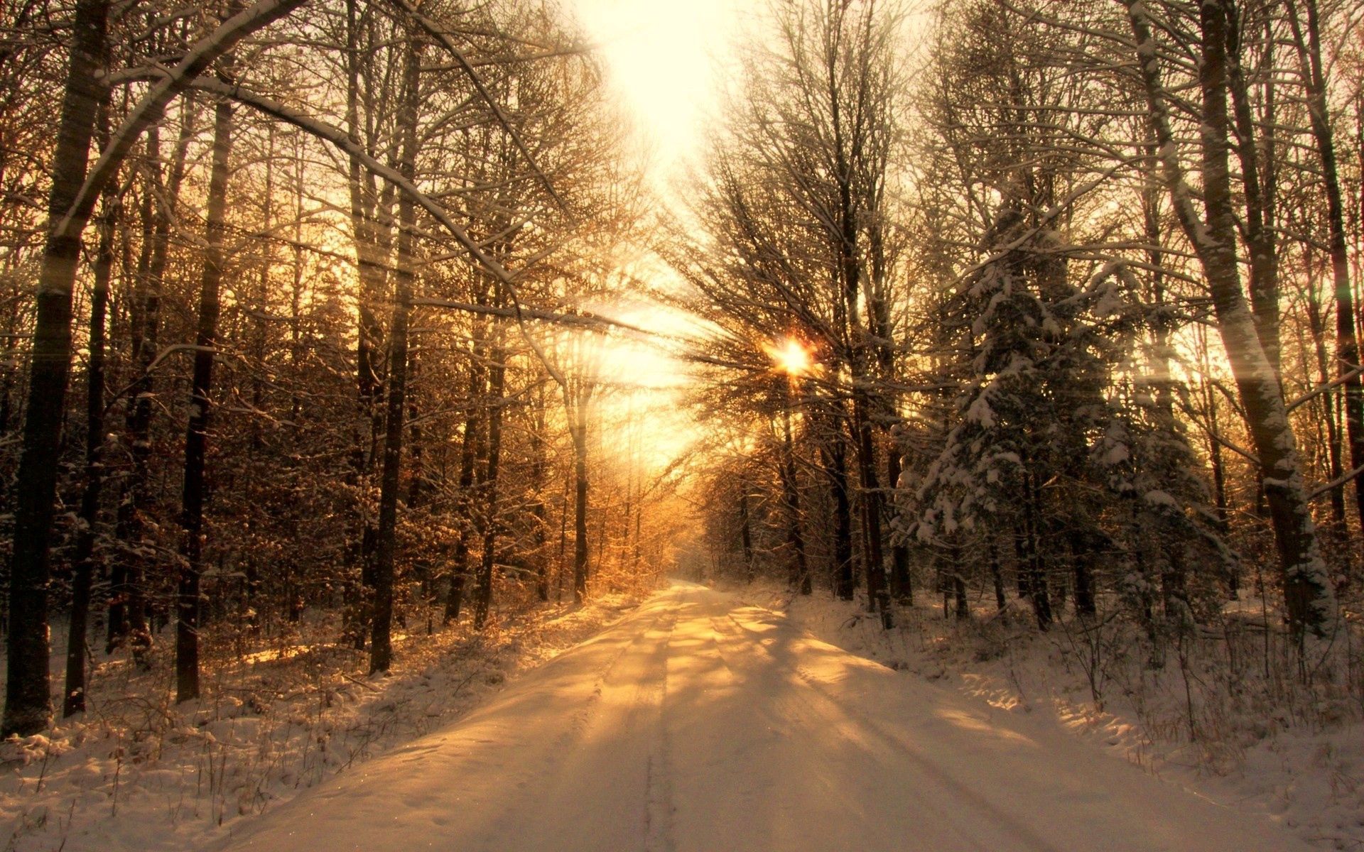 snow, winter, nature, trees, beams, rays, road, forest, shadows, sunlight