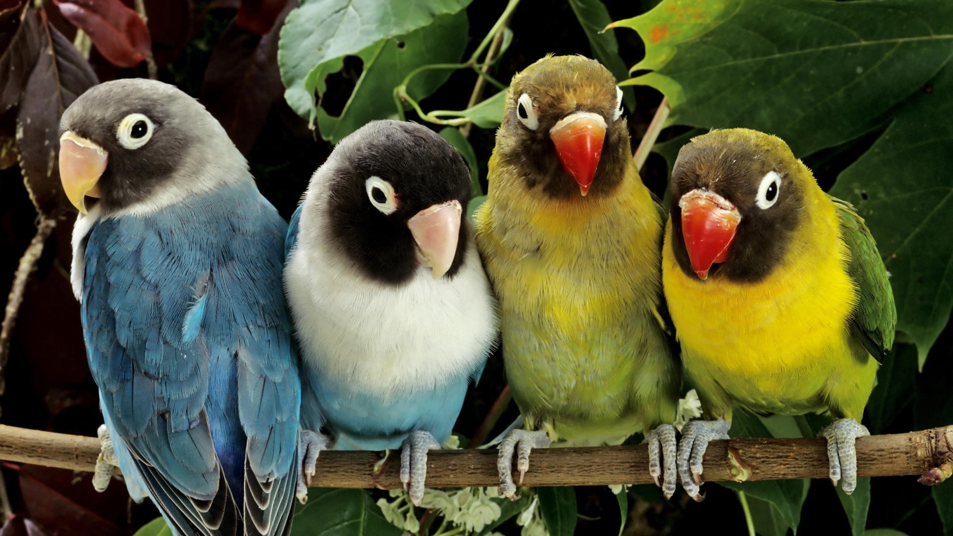 無料モバイル壁紙動物, オウム, 鳥をダウンロードします。