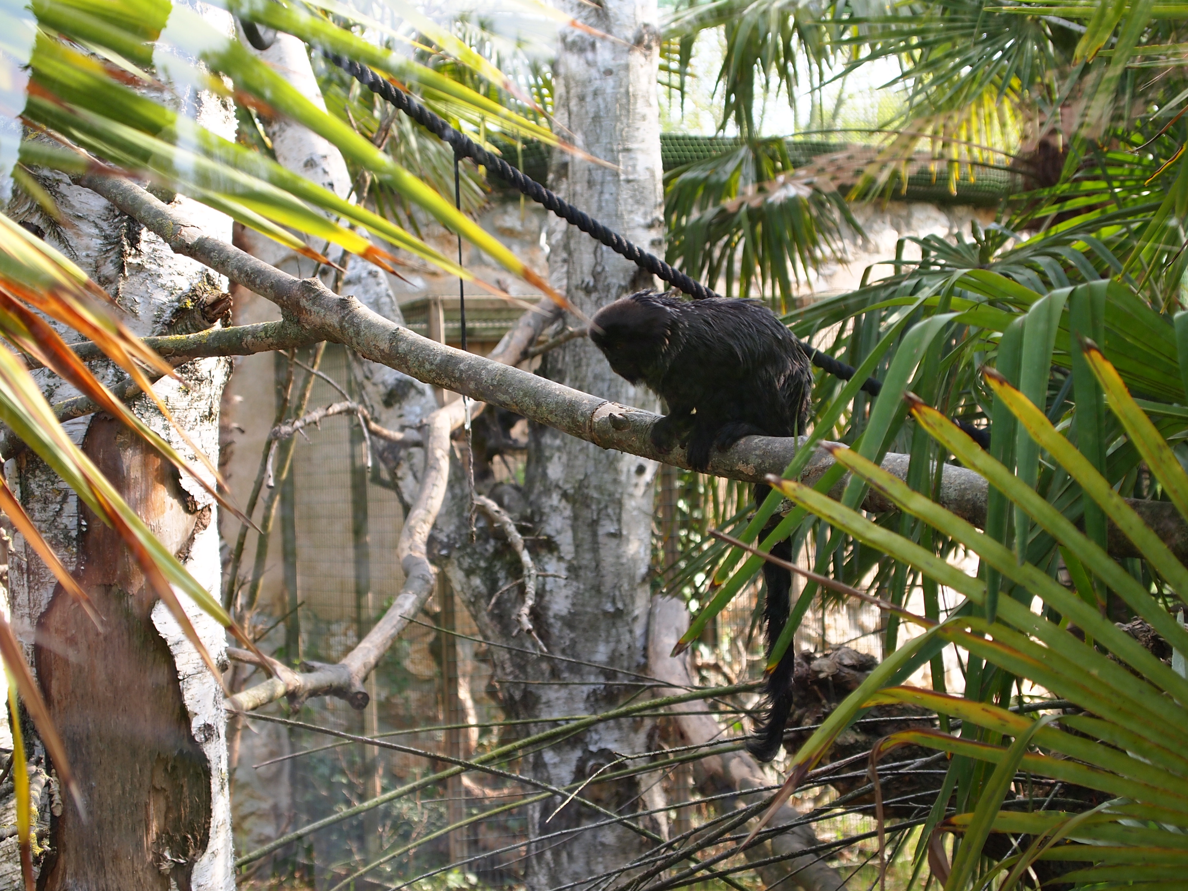 Téléchargez des papiers peints mobile Singes, Singe, Animaux gratuitement.