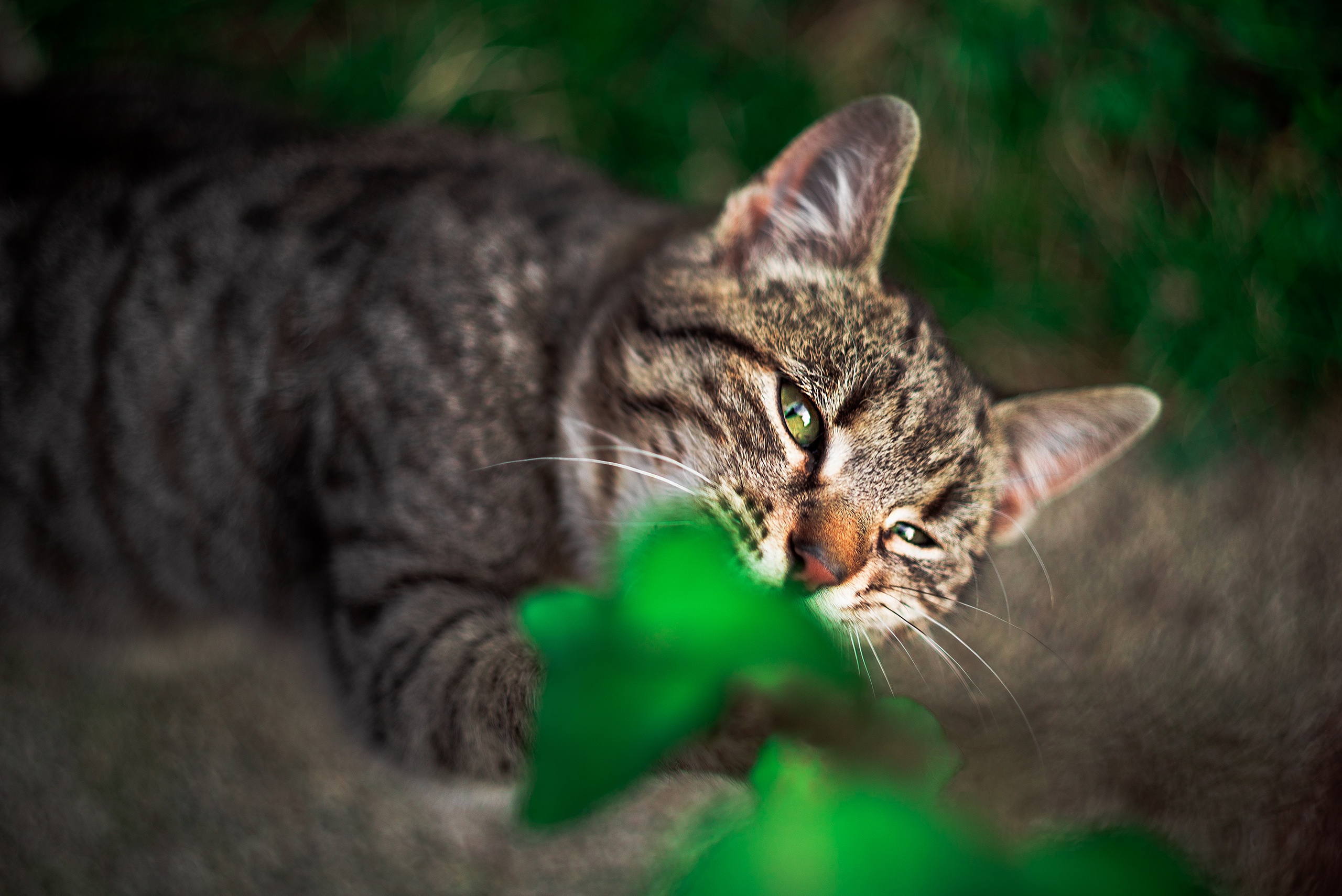 Descarga gratis la imagen Gato, Gatos, Animales en el escritorio de tu PC