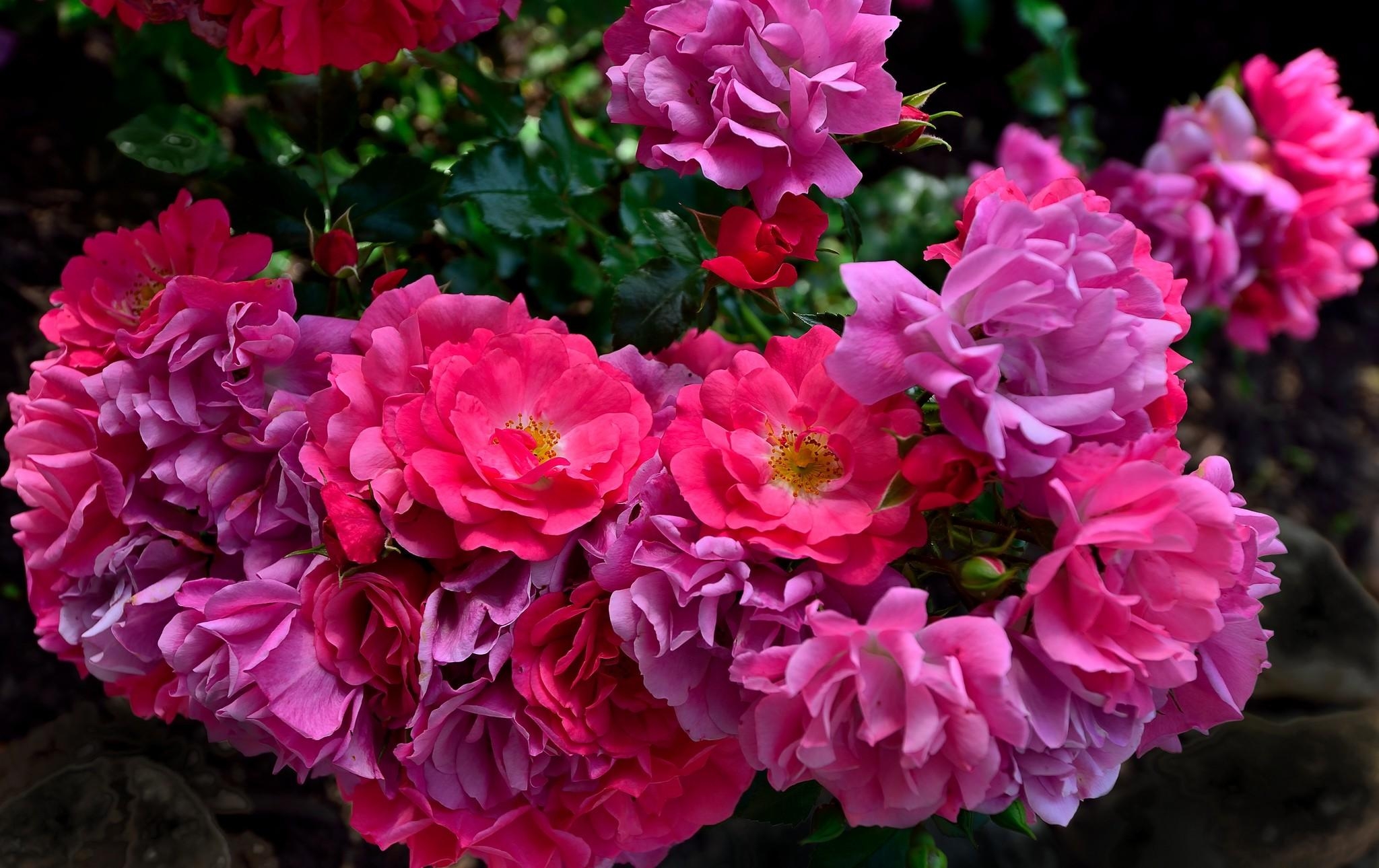 Handy-Wallpaper Roses, Glatt, Aufgelöst, Lose, Blumen, Unschärfe, Garten kostenlos herunterladen.