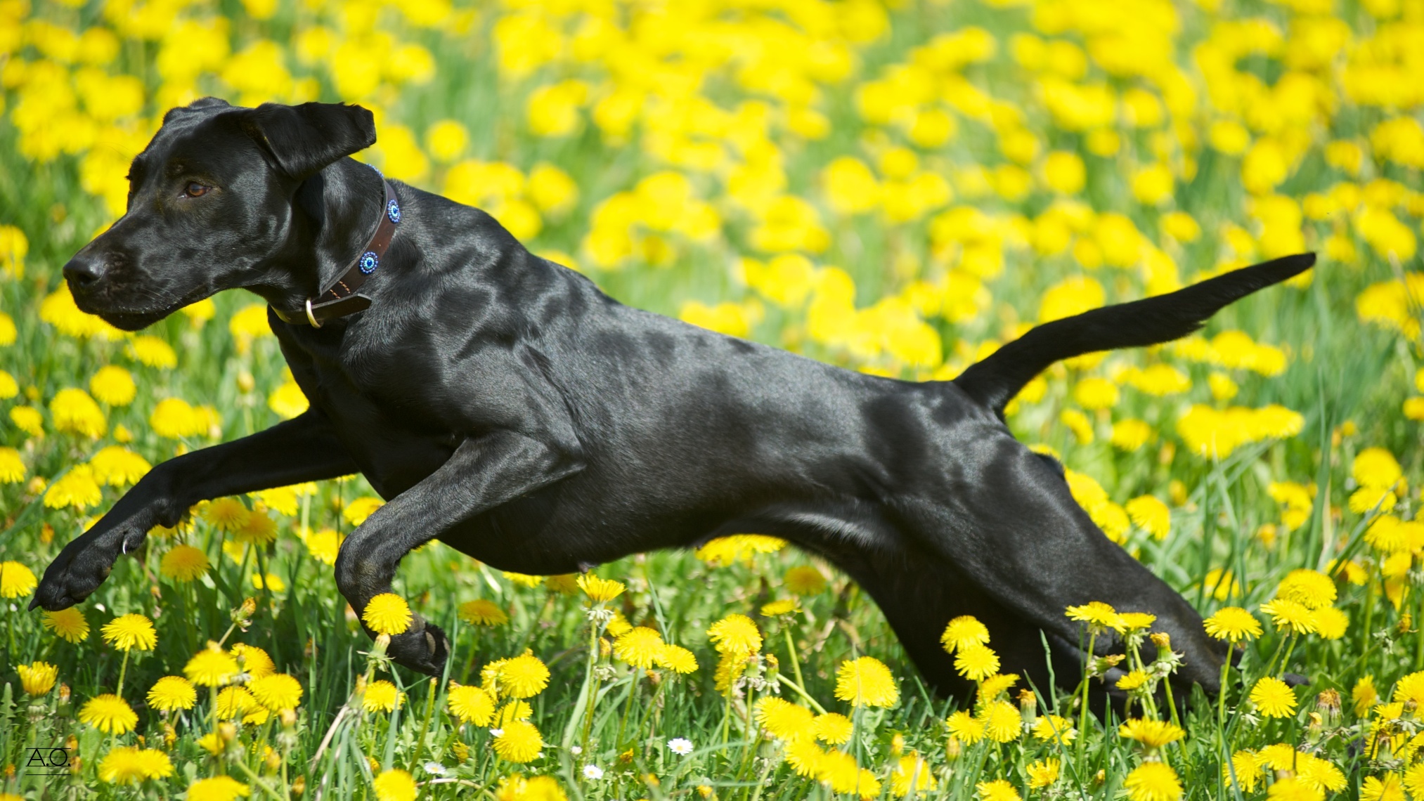 Baixe gratuitamente a imagem Cães, Cão, Animais na área de trabalho do seu PC