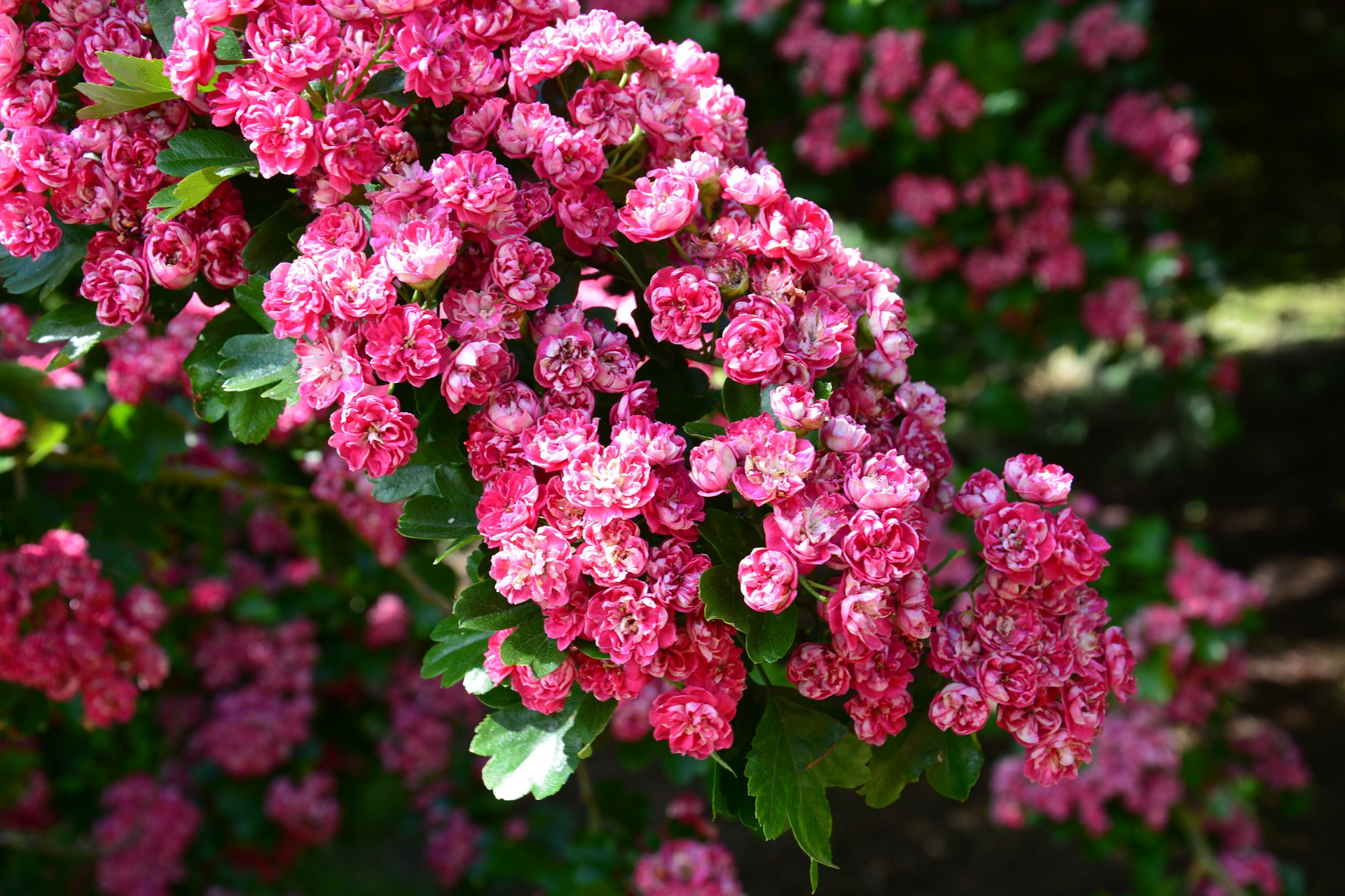 Laden Sie das Blumen, Blume, Nahansicht, Blüte, Kirschblüte, Erde/natur, Pinke Blume-Bild kostenlos auf Ihren PC-Desktop herunter