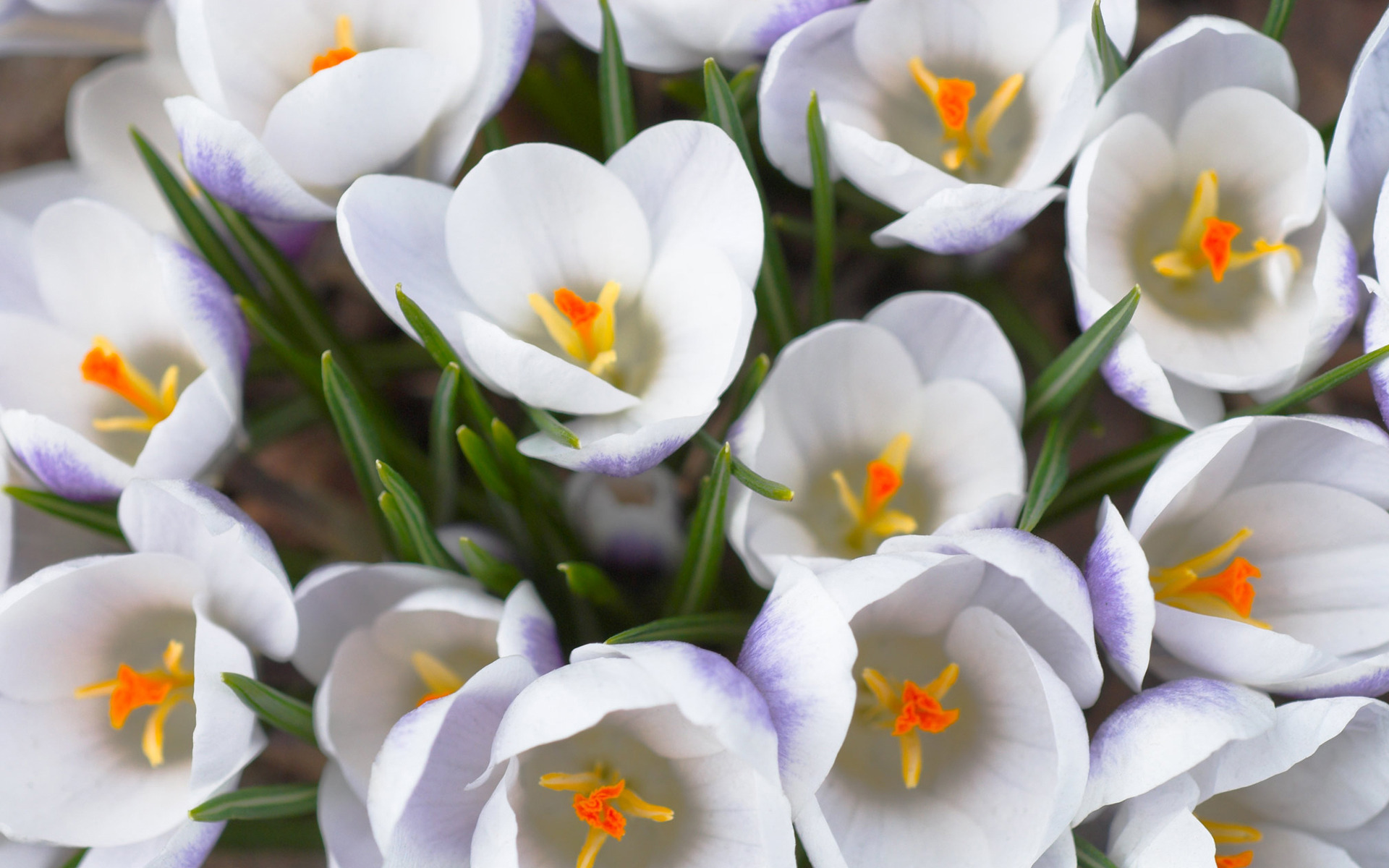Laden Sie das Blumen, Blume, Krokus, Weiße Blume, Erde/natur-Bild kostenlos auf Ihren PC-Desktop herunter