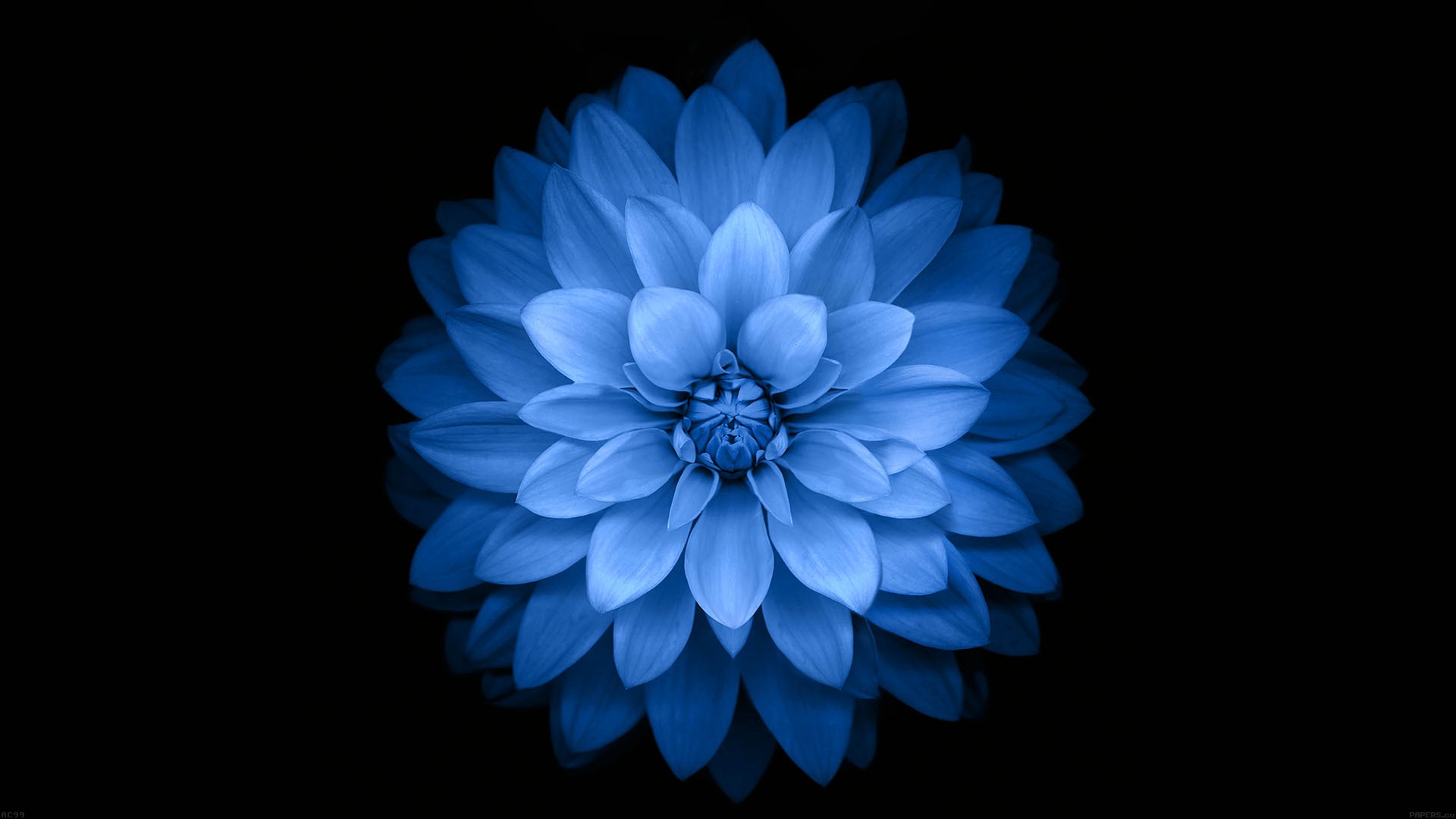 無料モバイル壁紙フラワーズ, 花, 地球, ダリア, 青い花をダウンロードします。